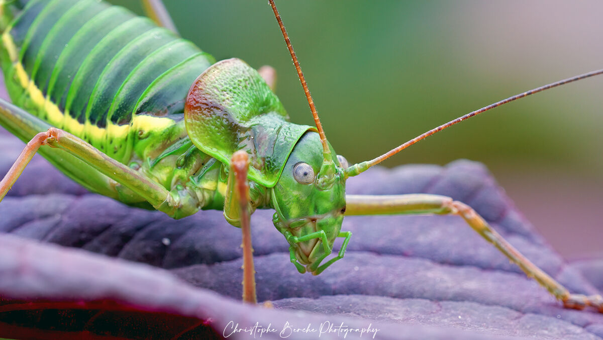 Ephippiger ephippiger