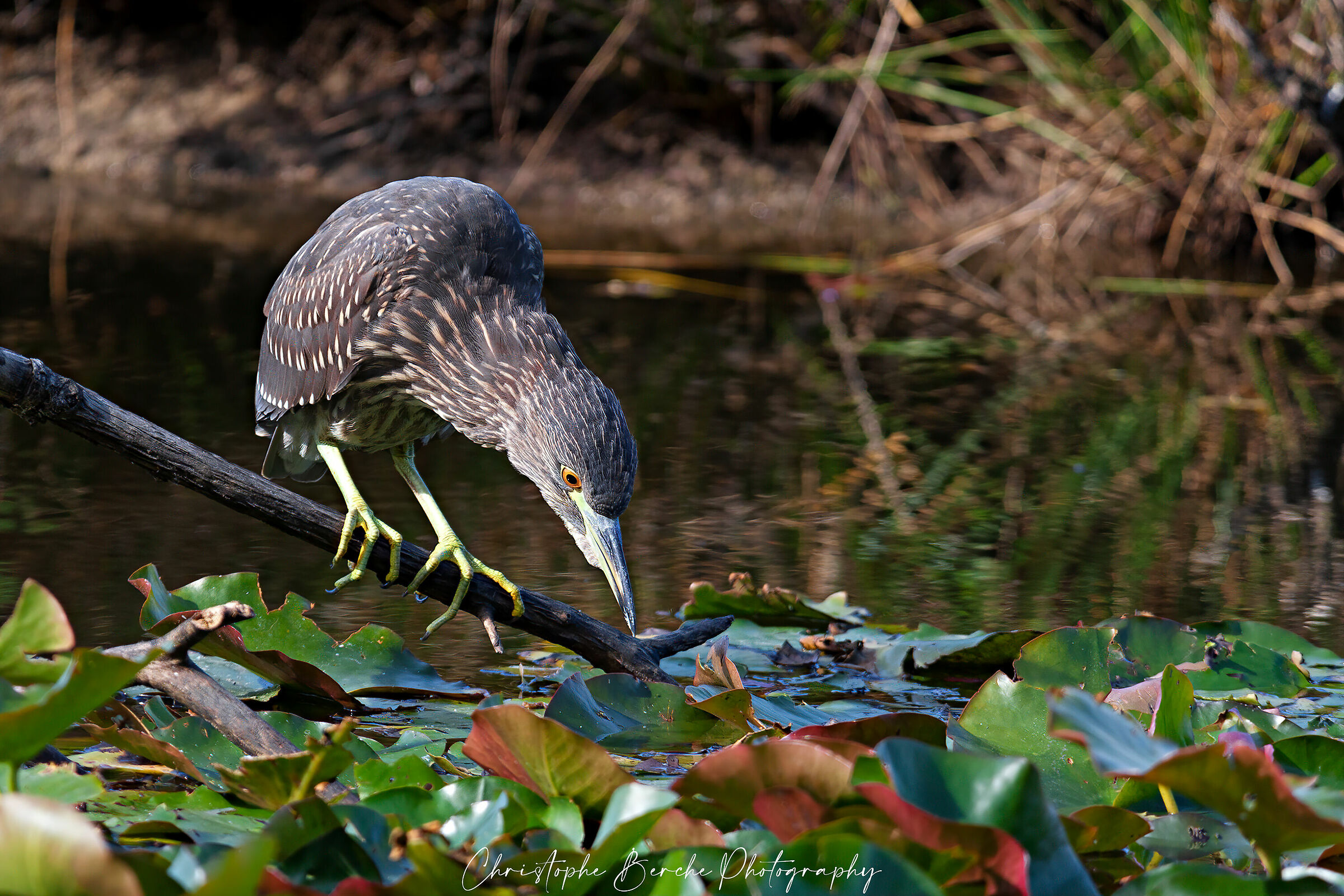 Black-crowned Night Heron