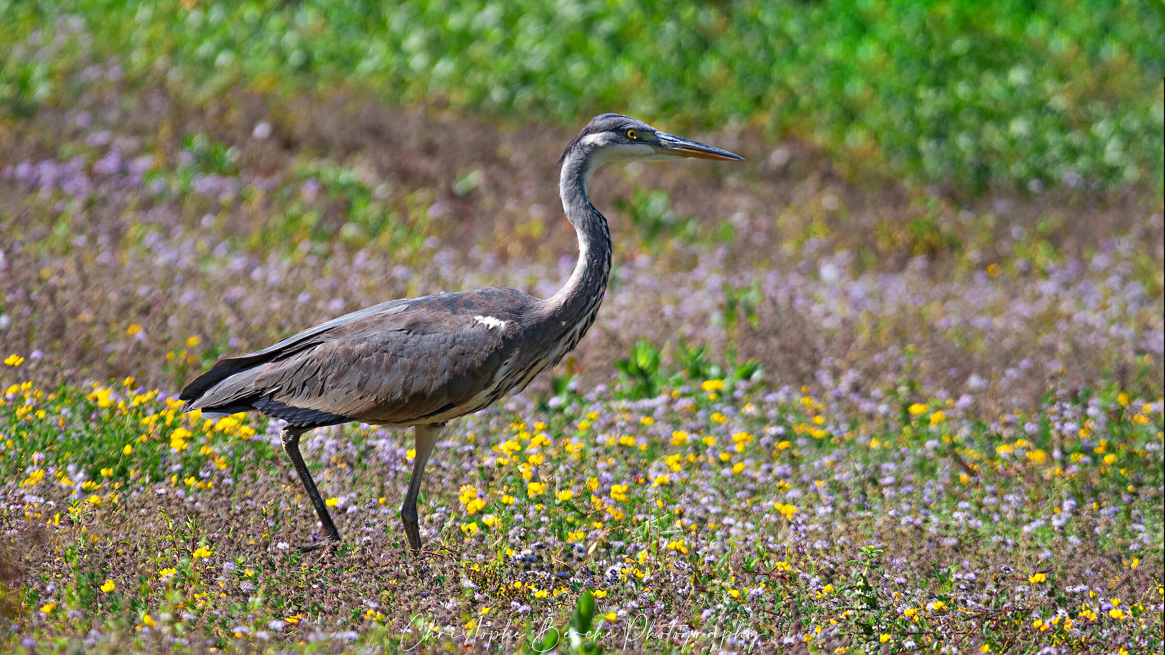 Grey Heron - Ardea cinerea