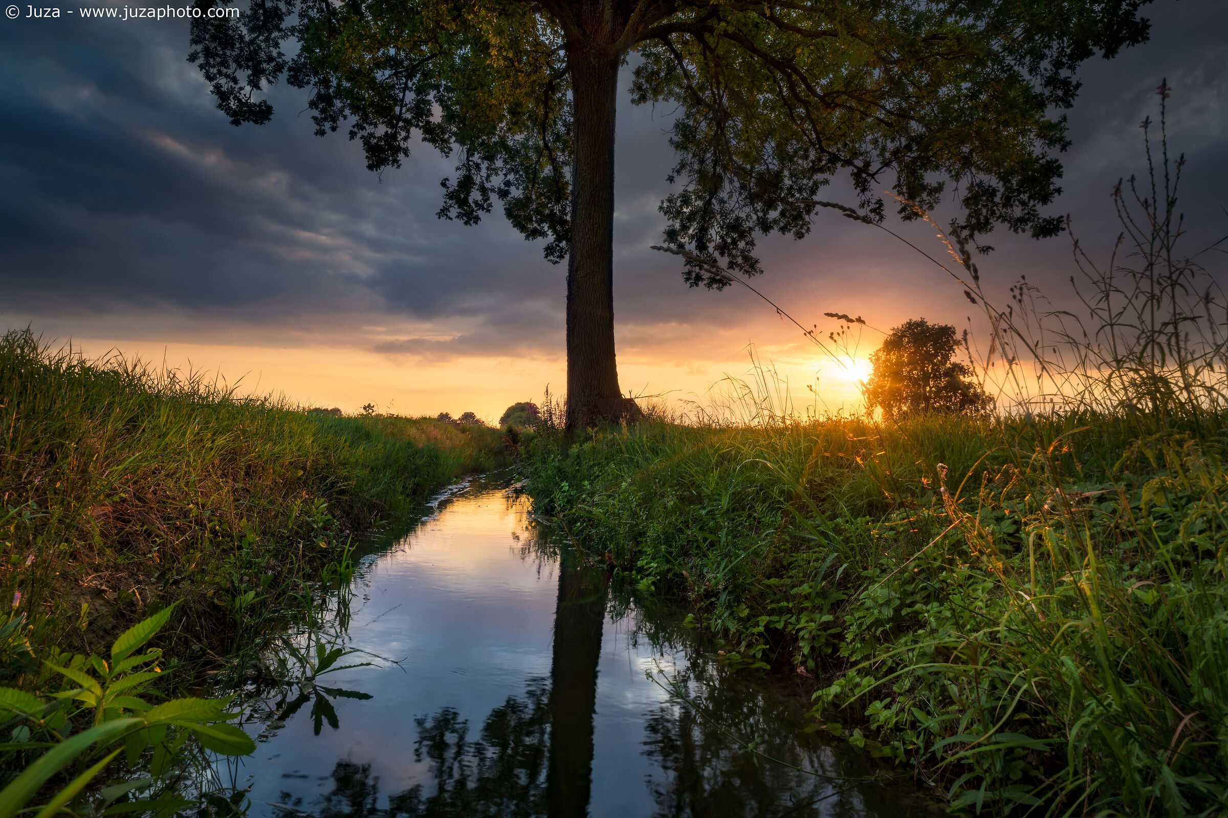 Sunset between grass and leaves