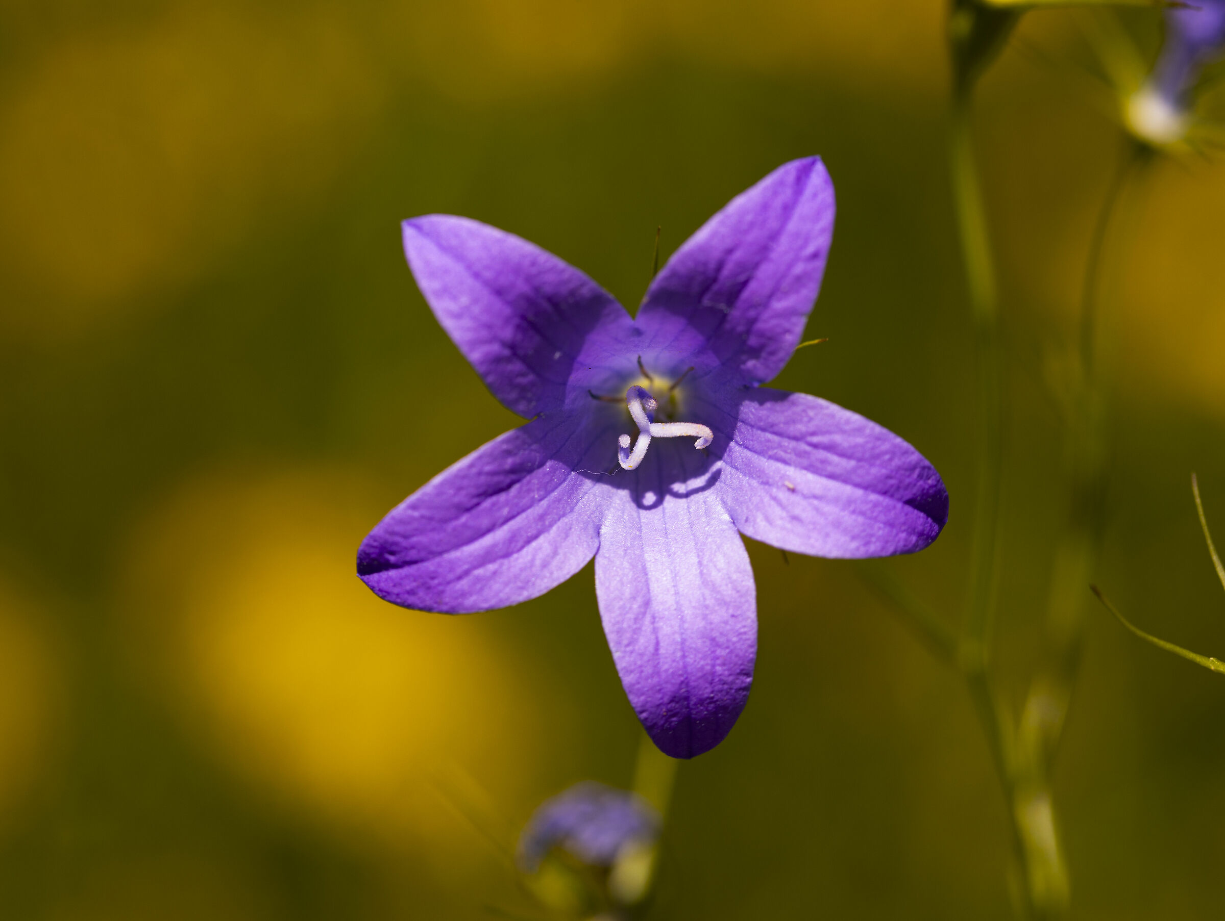 Campanula