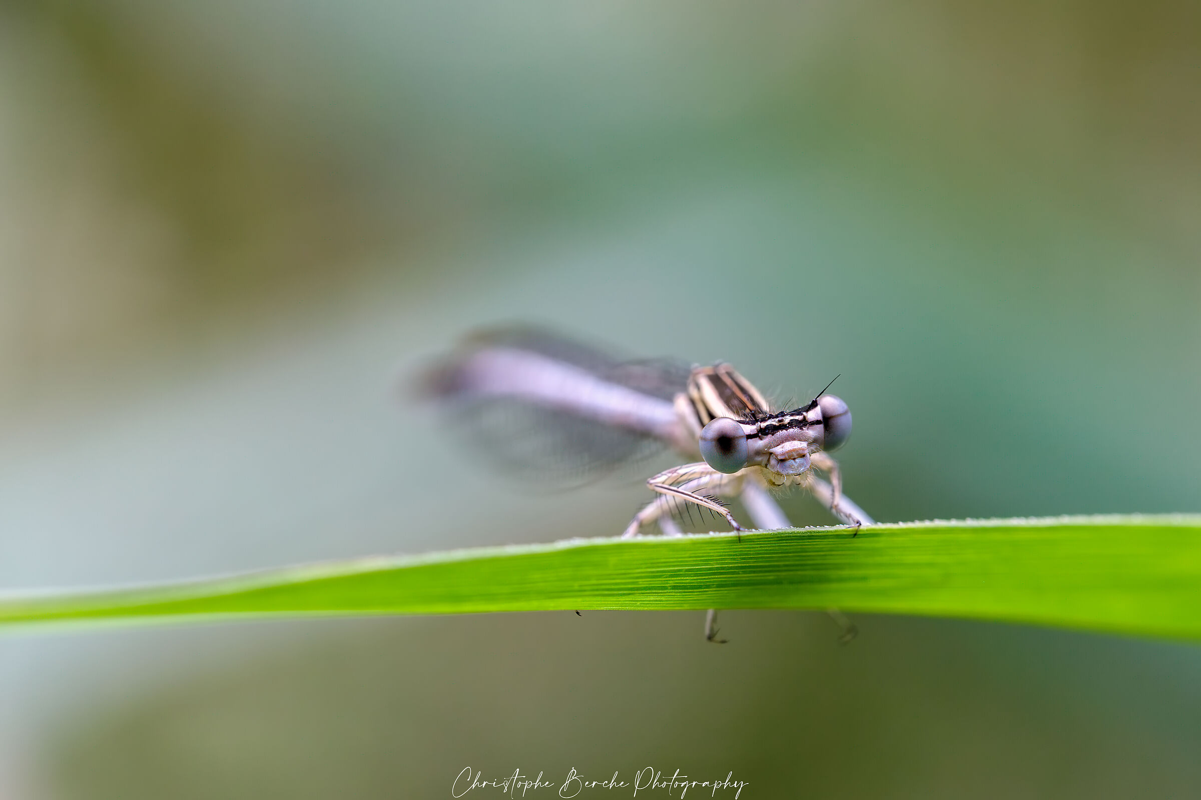 Coenagrion puella