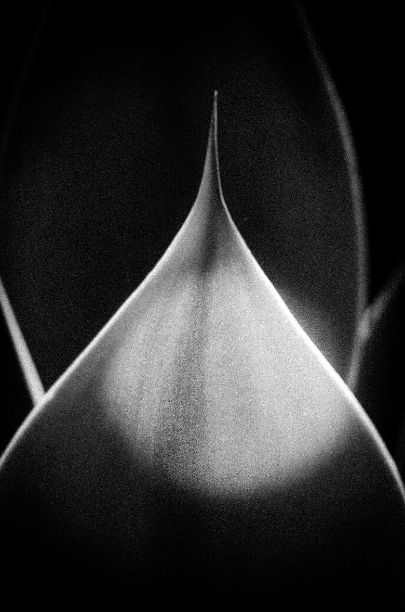 Leaf