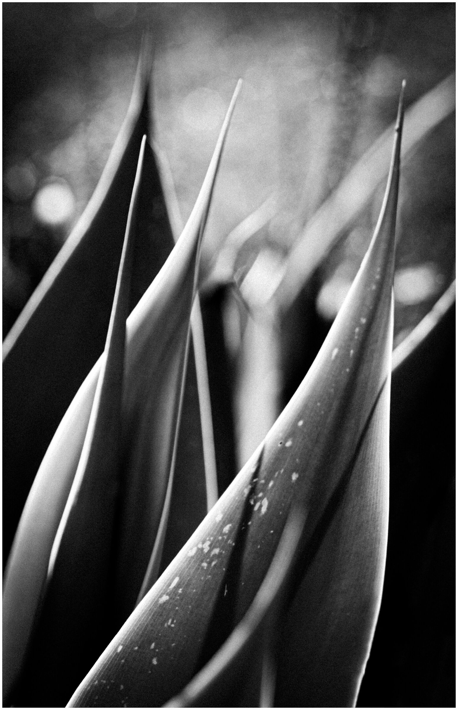 Leaves