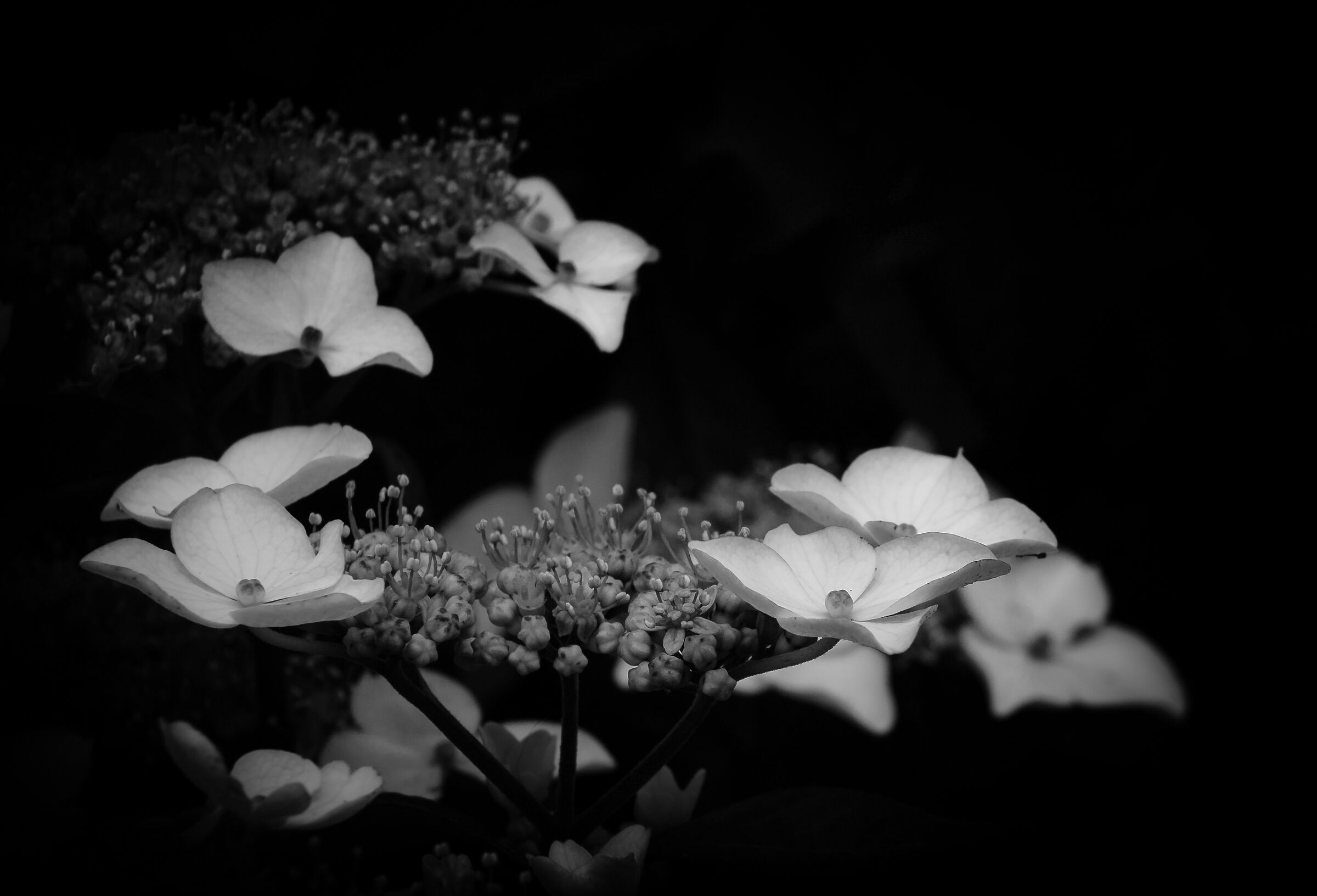 Hydrangea