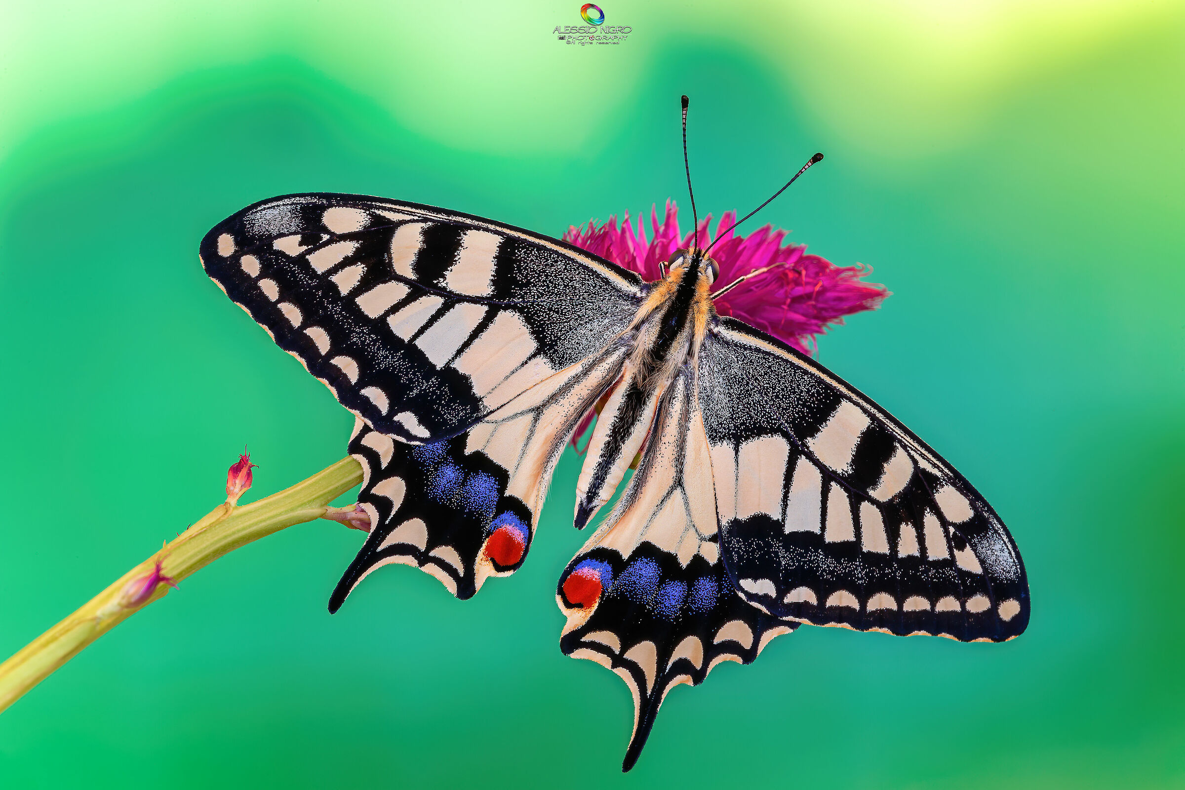 Papilio Machaon