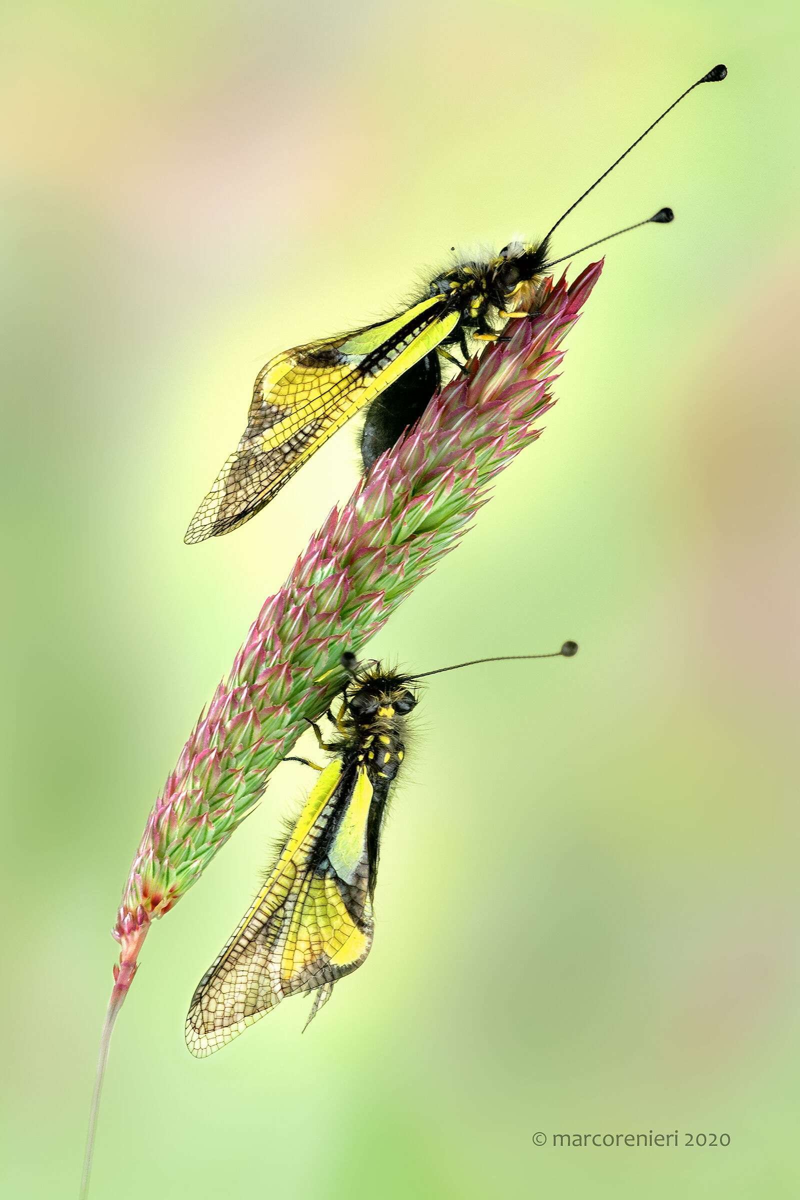 Libelloides coccajus