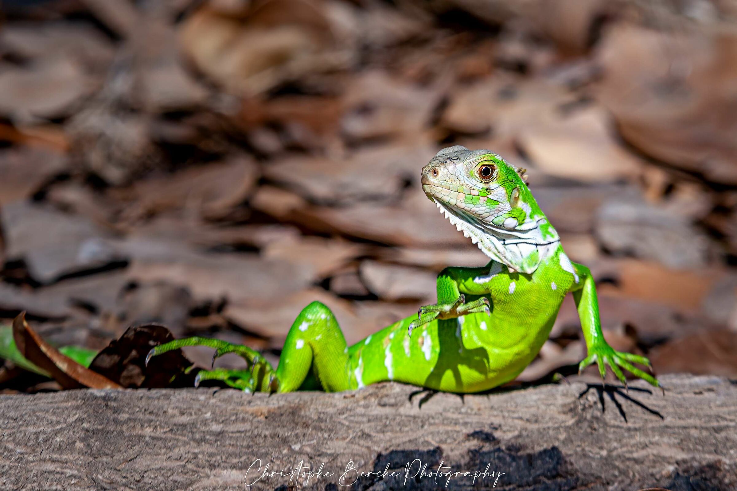 green iguana