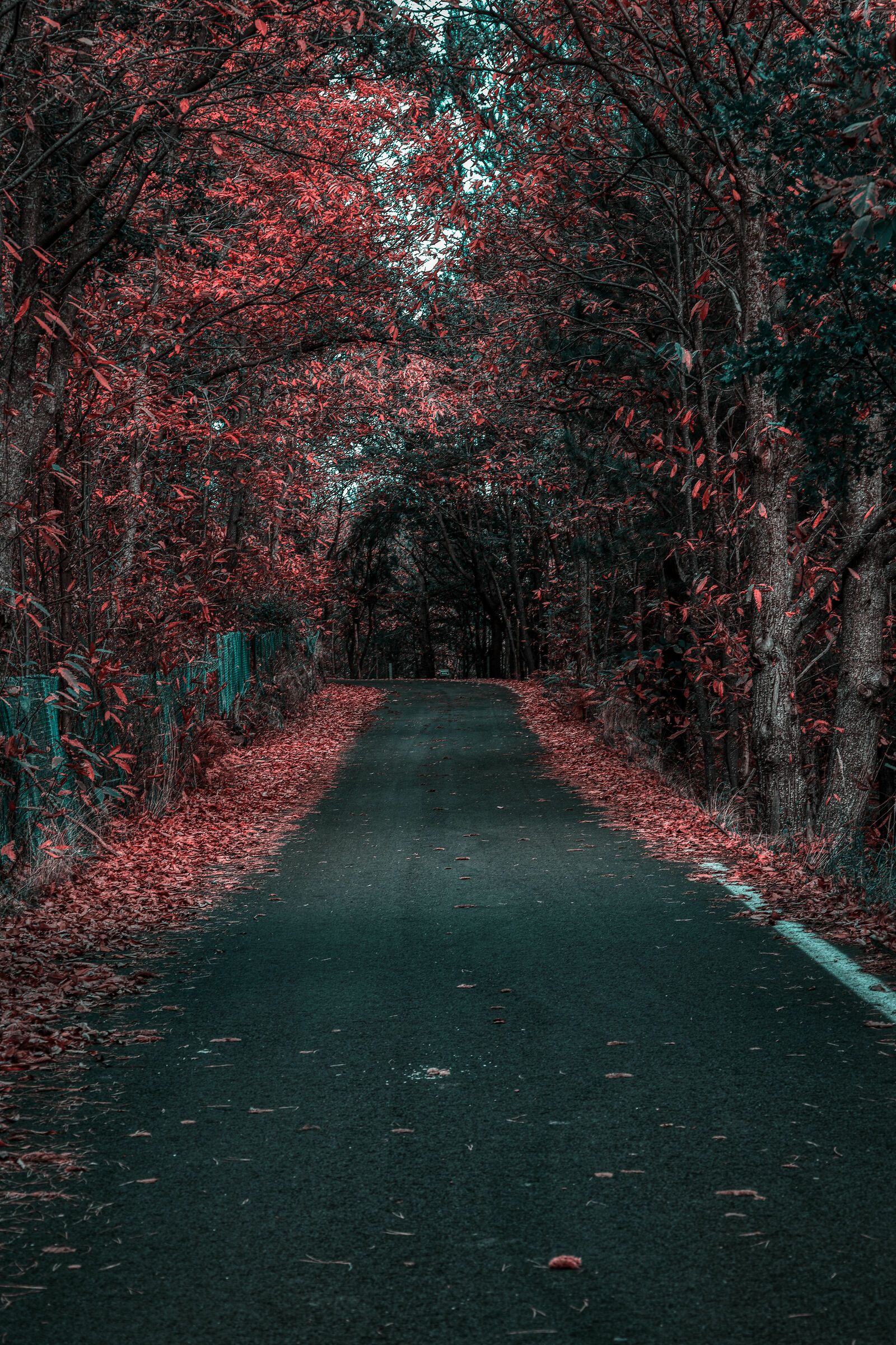 Tree-lined Avenue - Etna (CT)