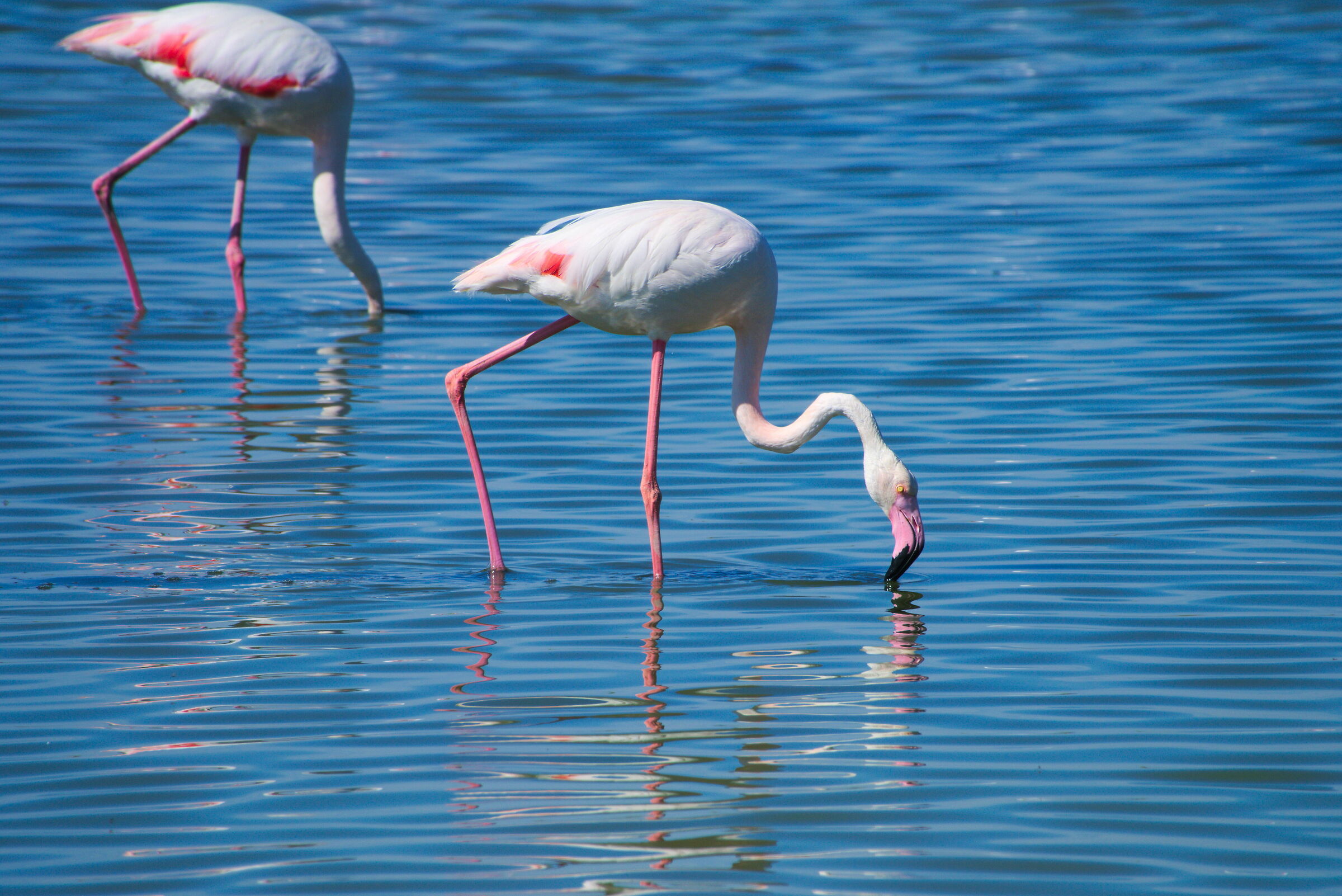 Flamingos