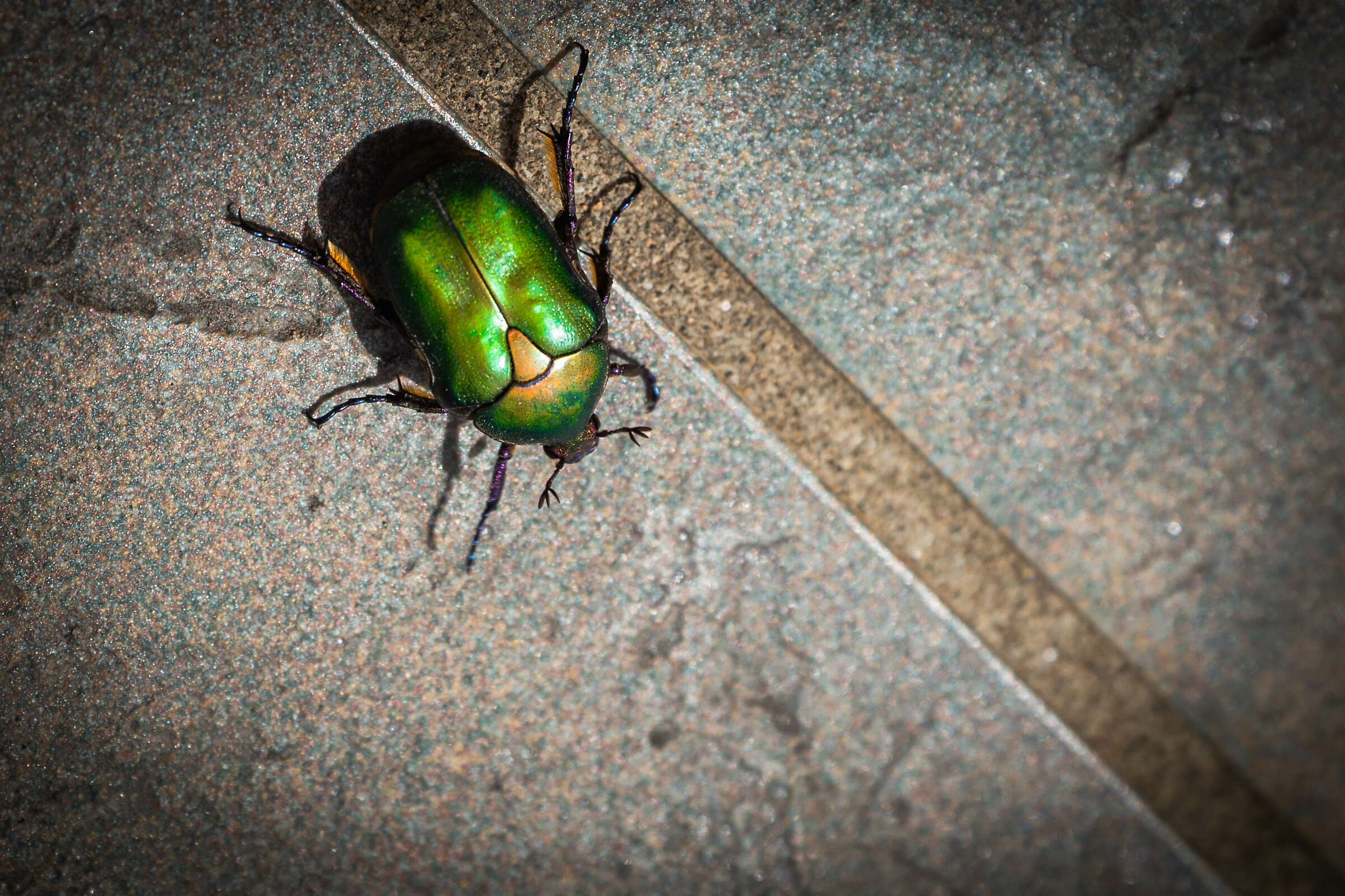 Beetle