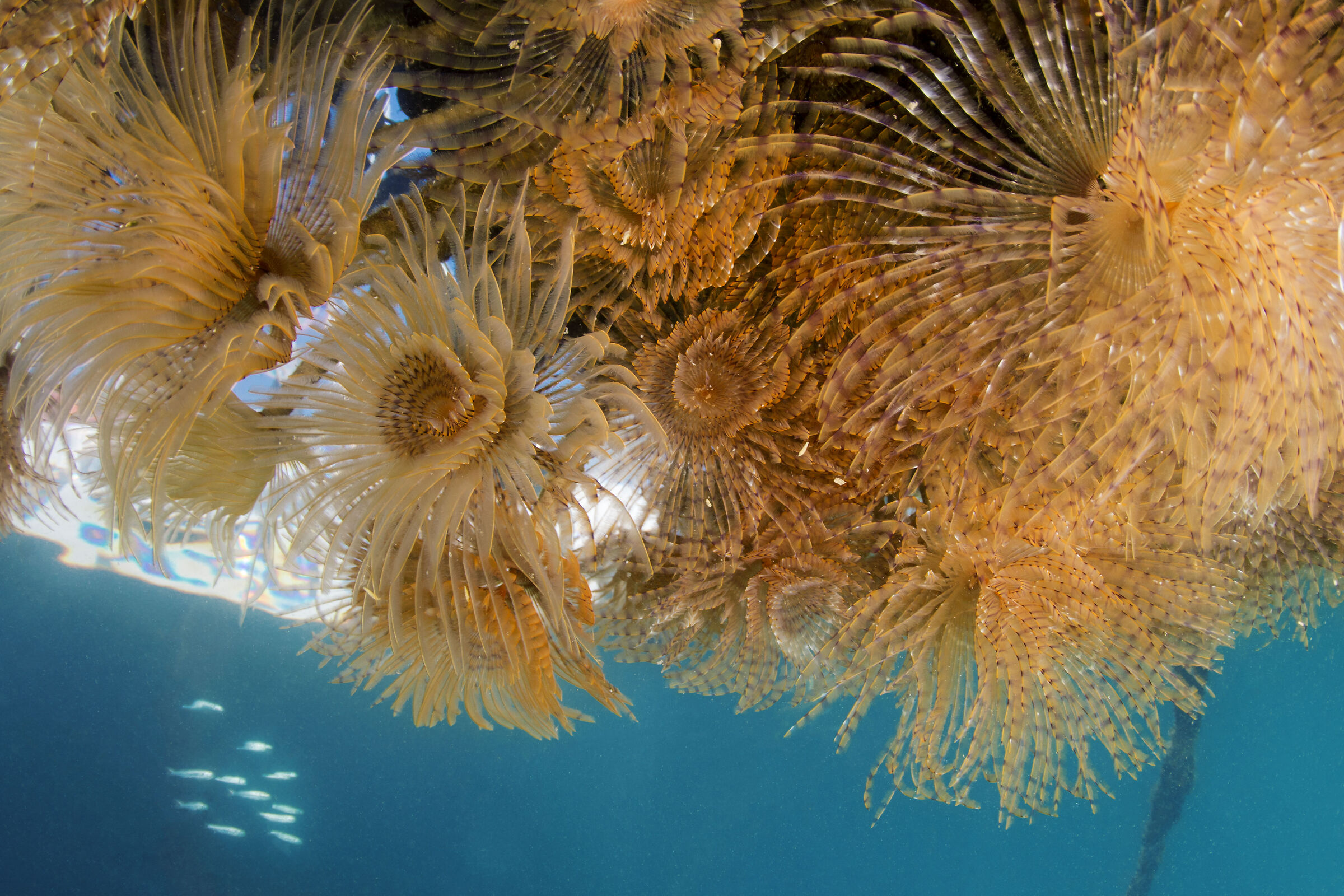 "esplosioni subacquee" Sabella spallanzani