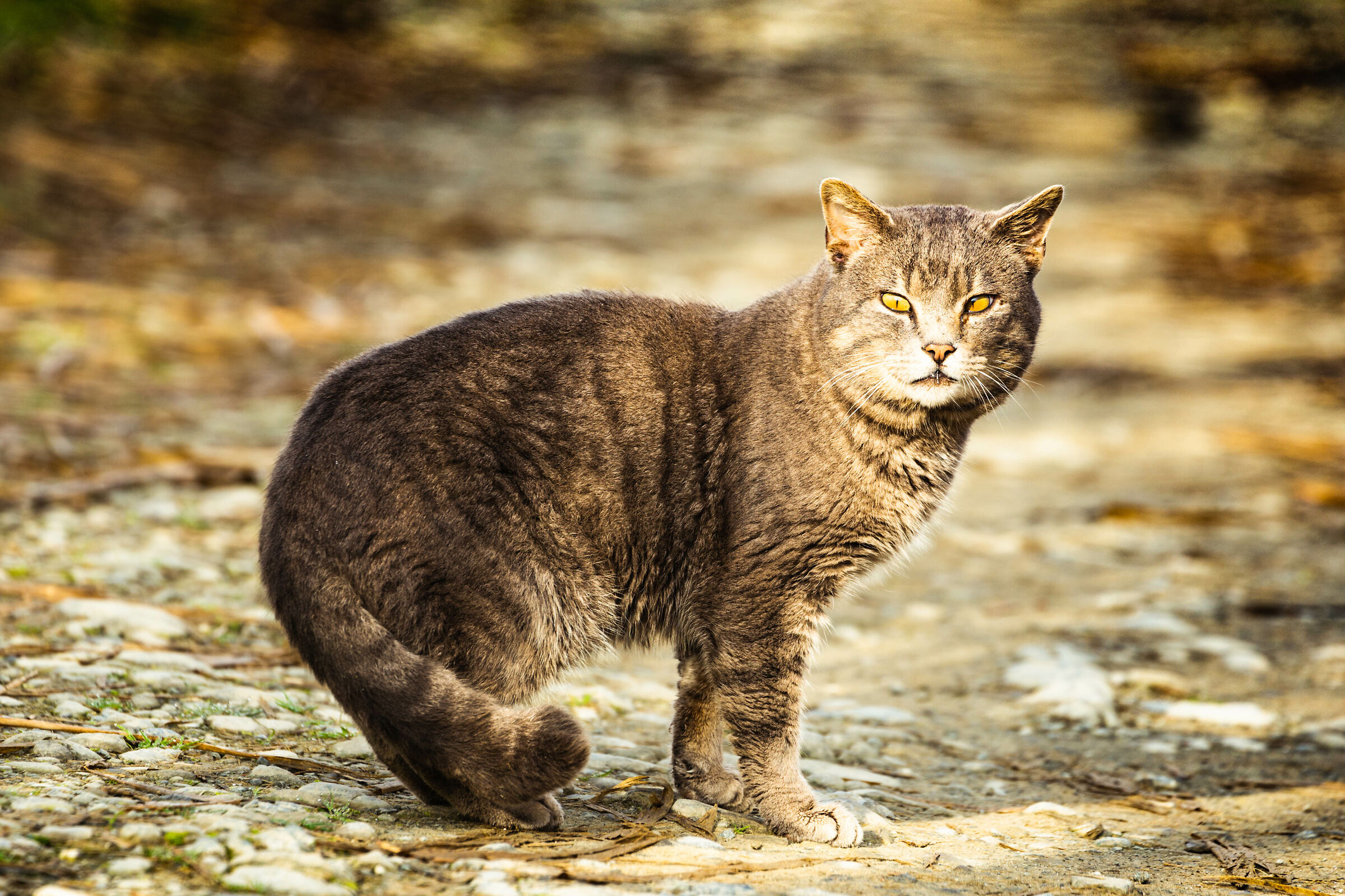 Cat at the river park