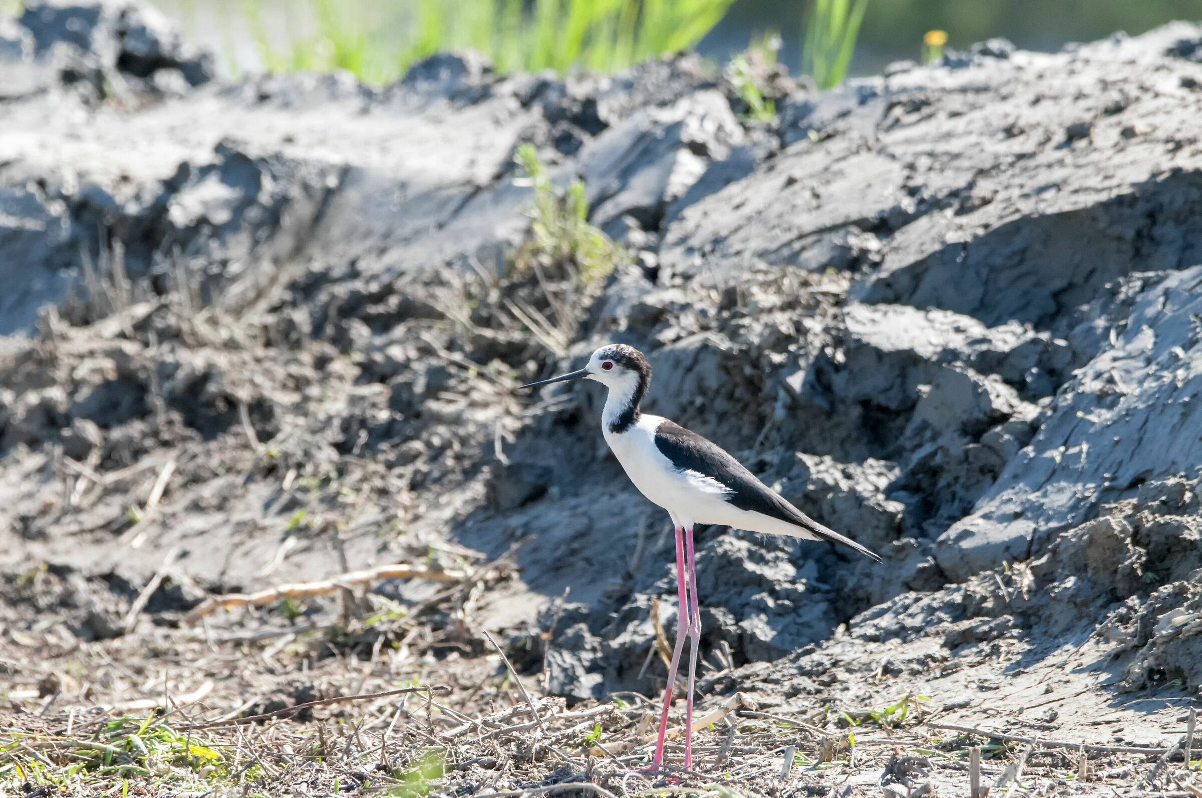 Cavaliere D'italia Delta del Po Rovigo