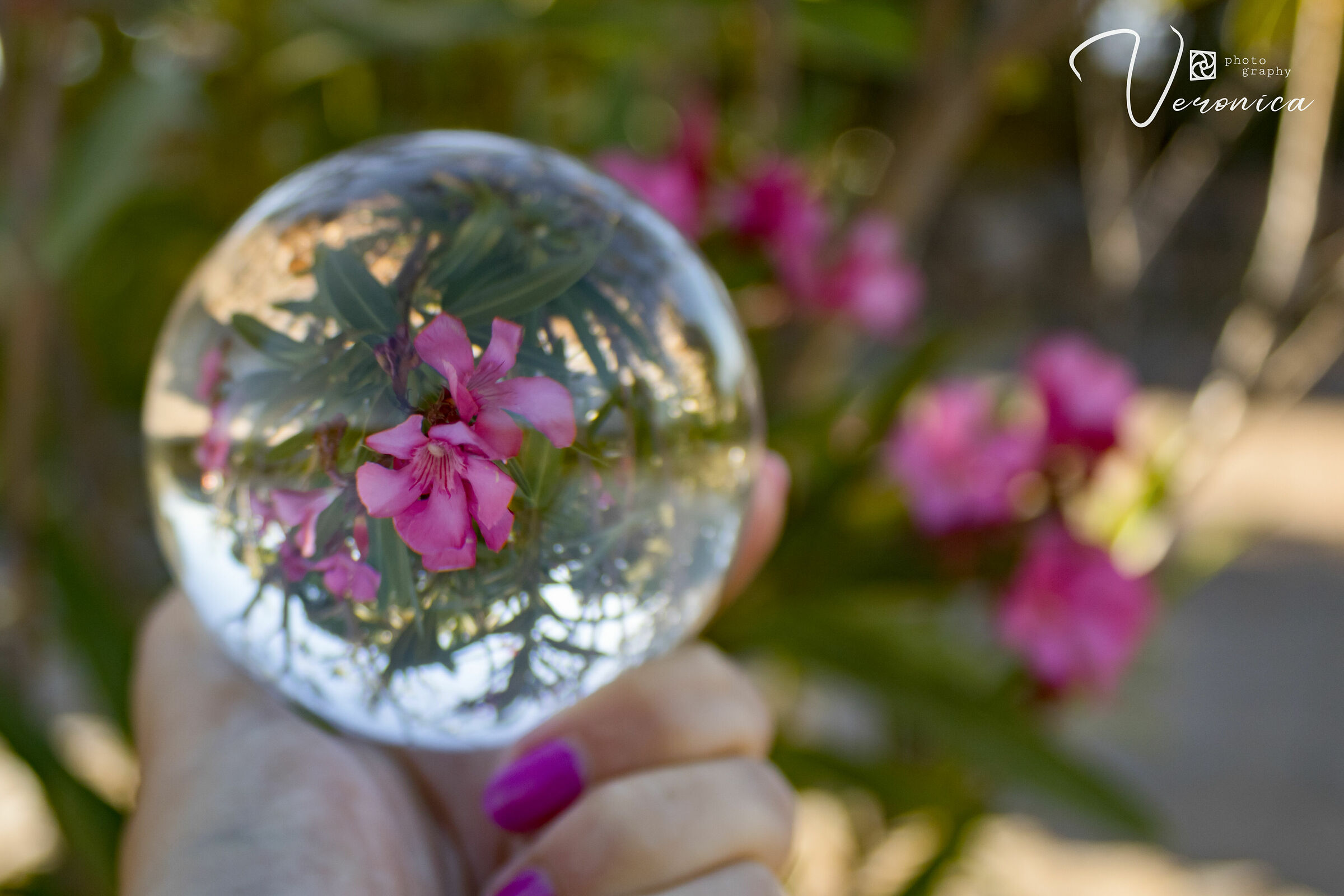 Oleandro in lensball