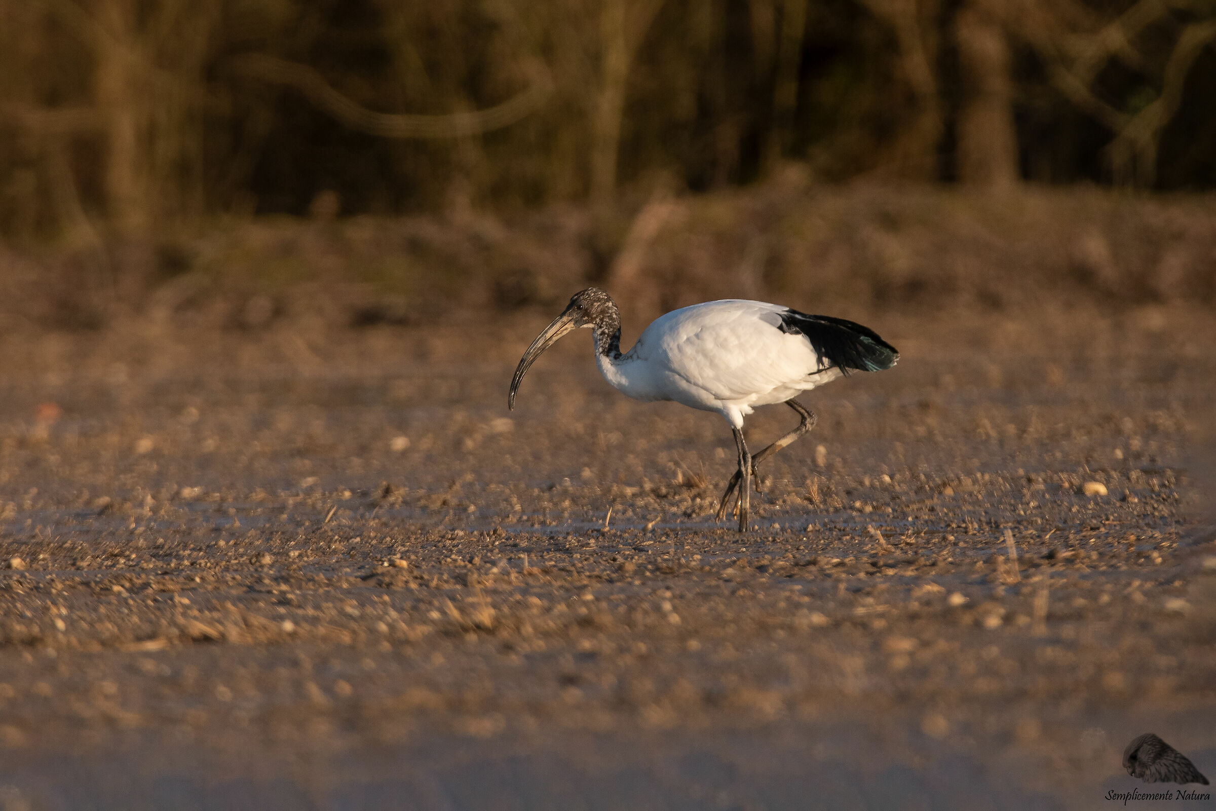 Ibis Sacred (Threskiornis aethiopicus)