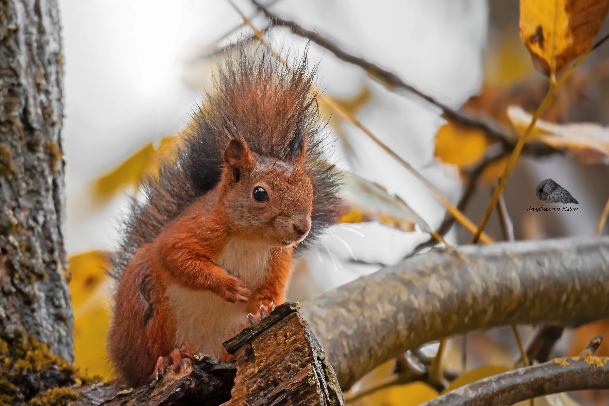 Red Squirrel (Sciurus vulgaris)