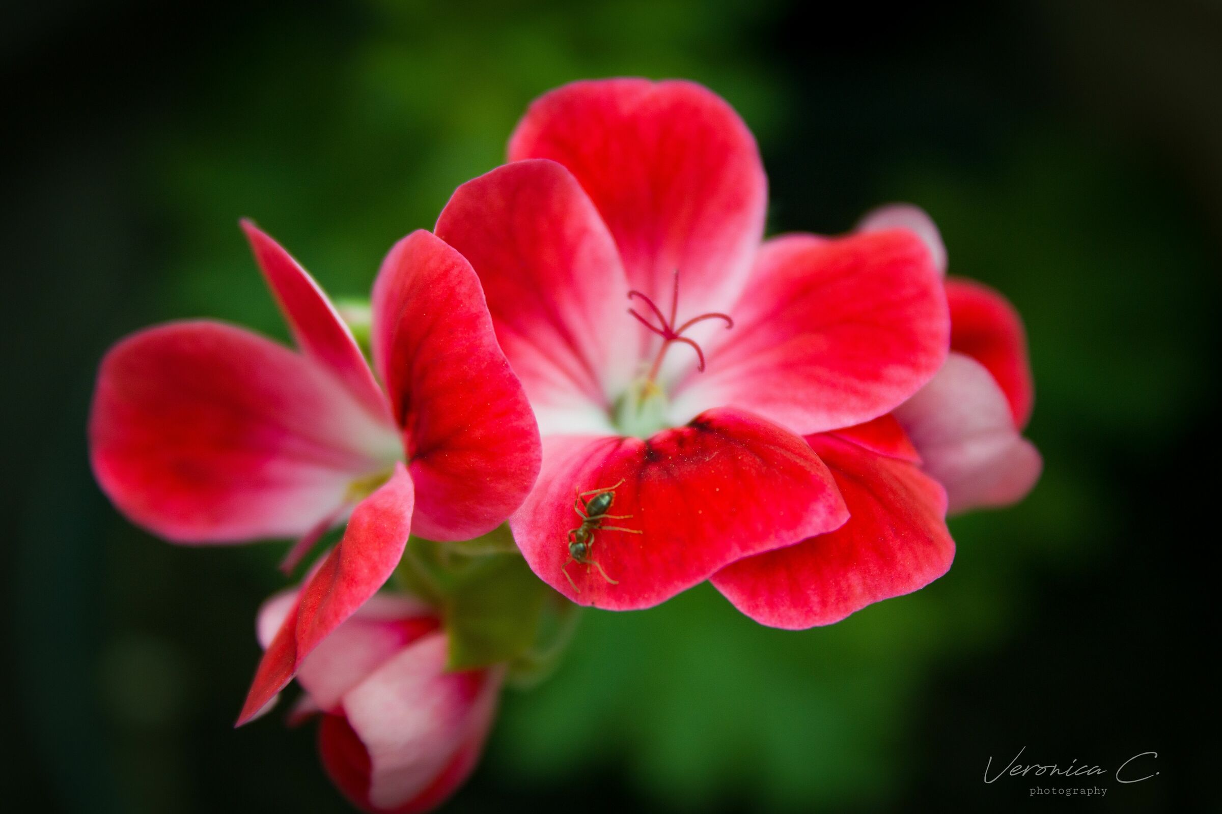 Geranium Macro