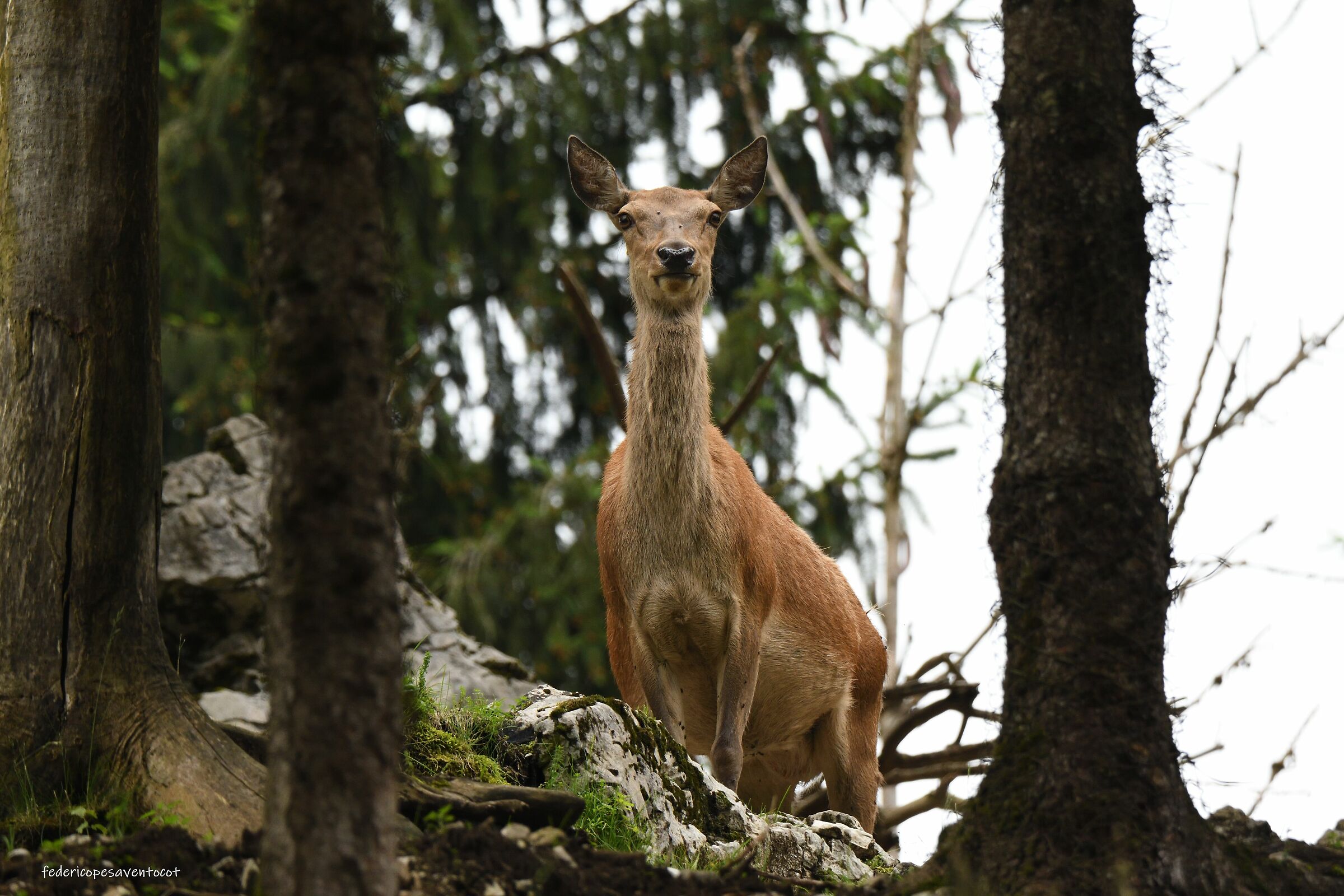 In mezzo al bosco