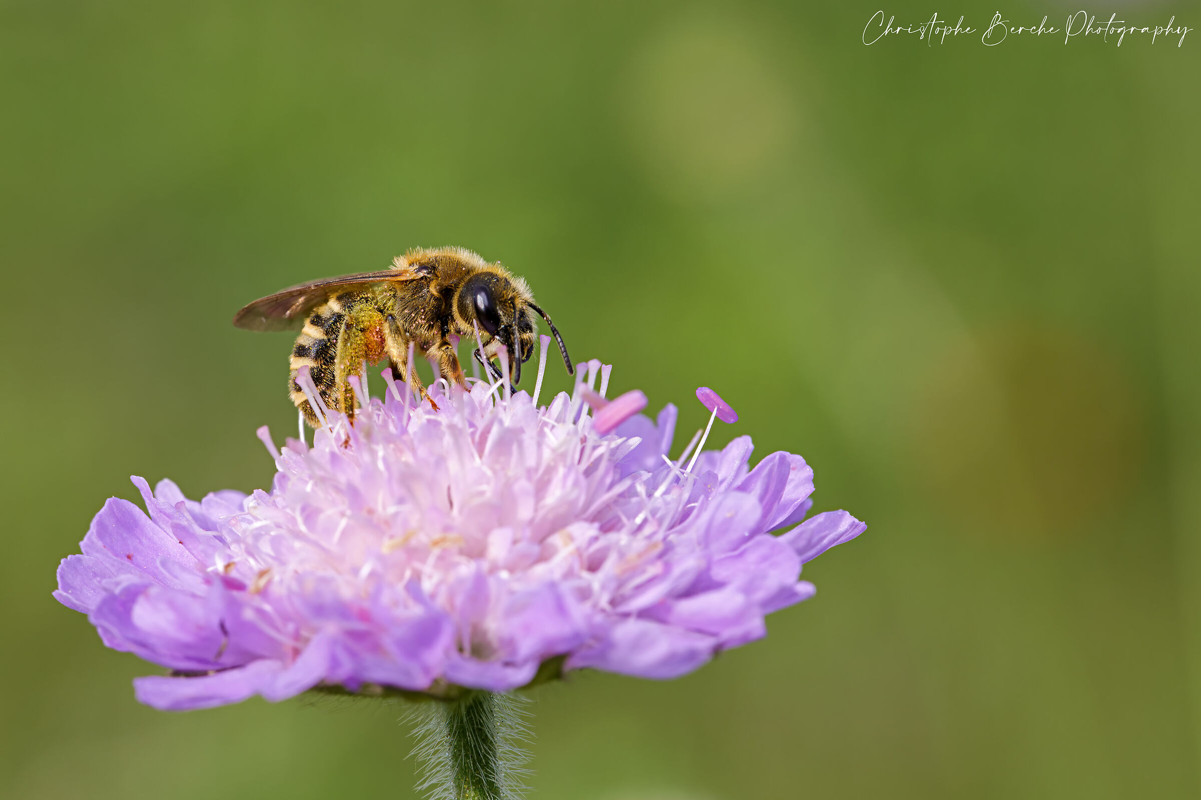 bee