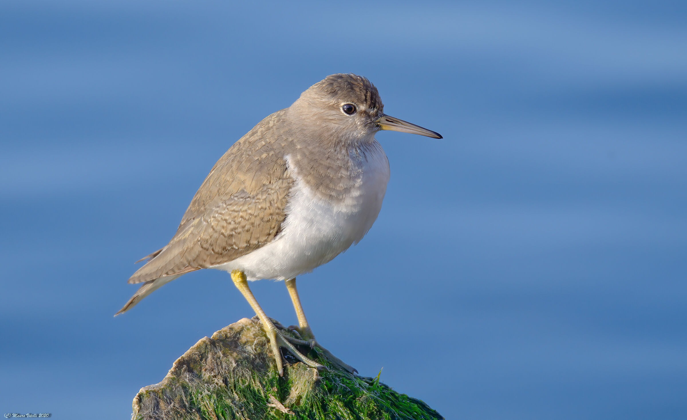 Small pyro (Actitis hypoleucos)
