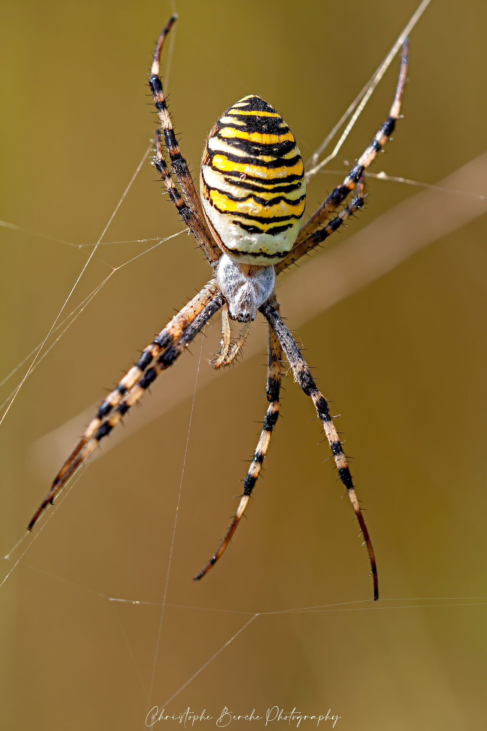 Argiope bruennichi