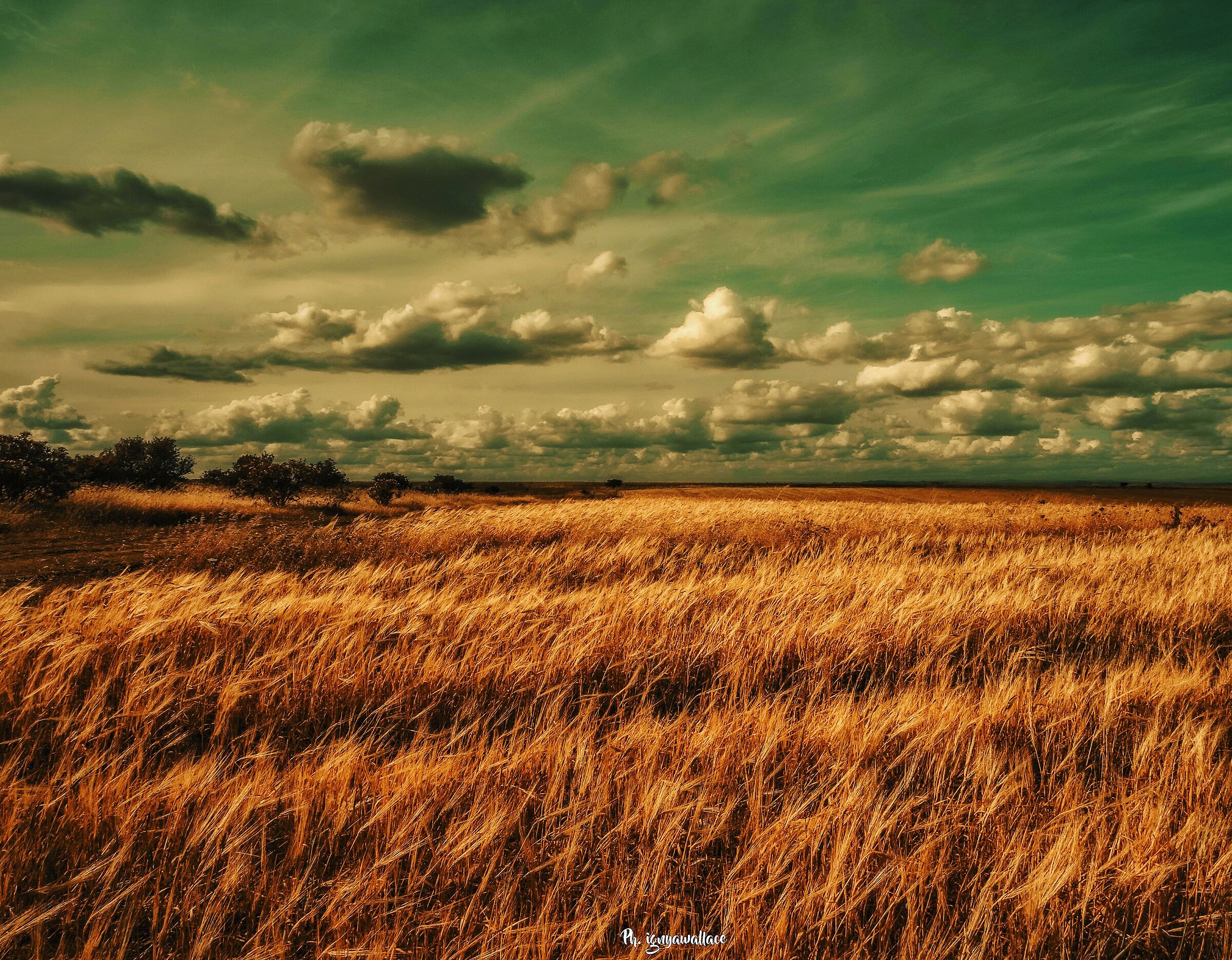 Wheat in the wind