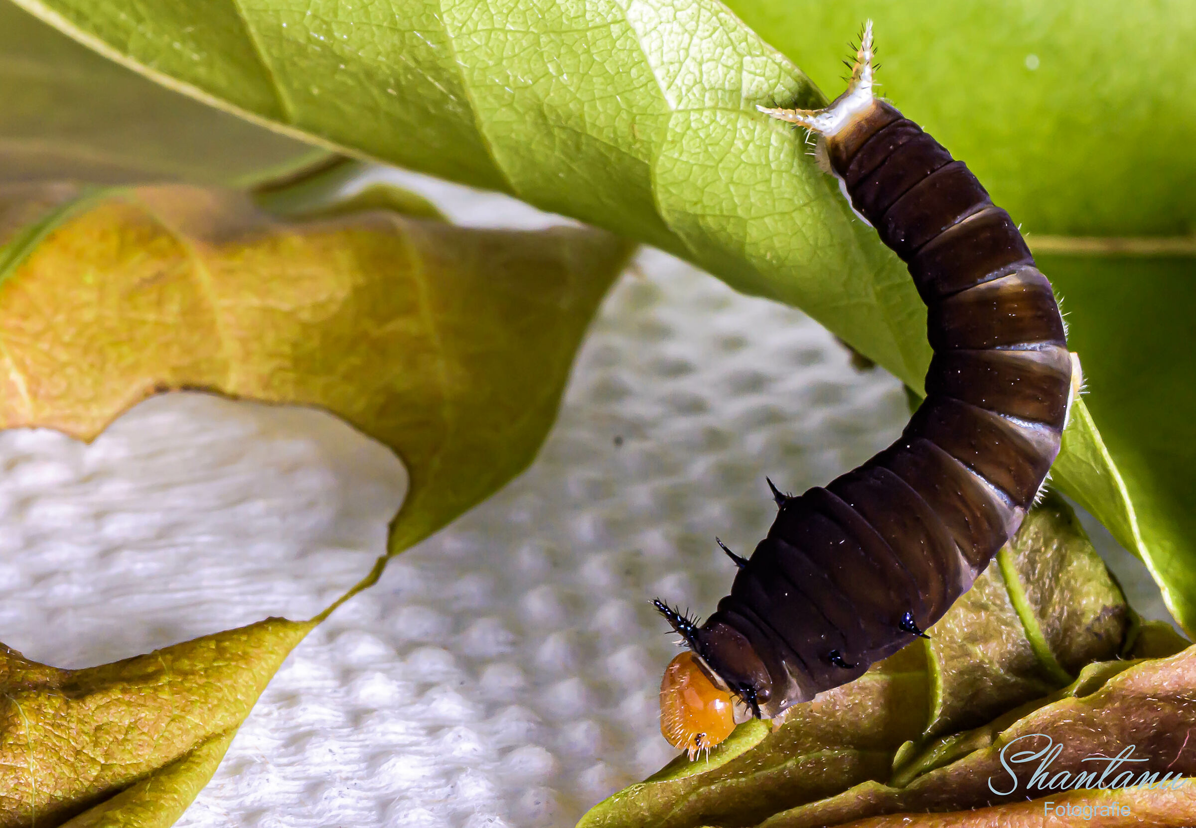 Comune Jay Caterpillar