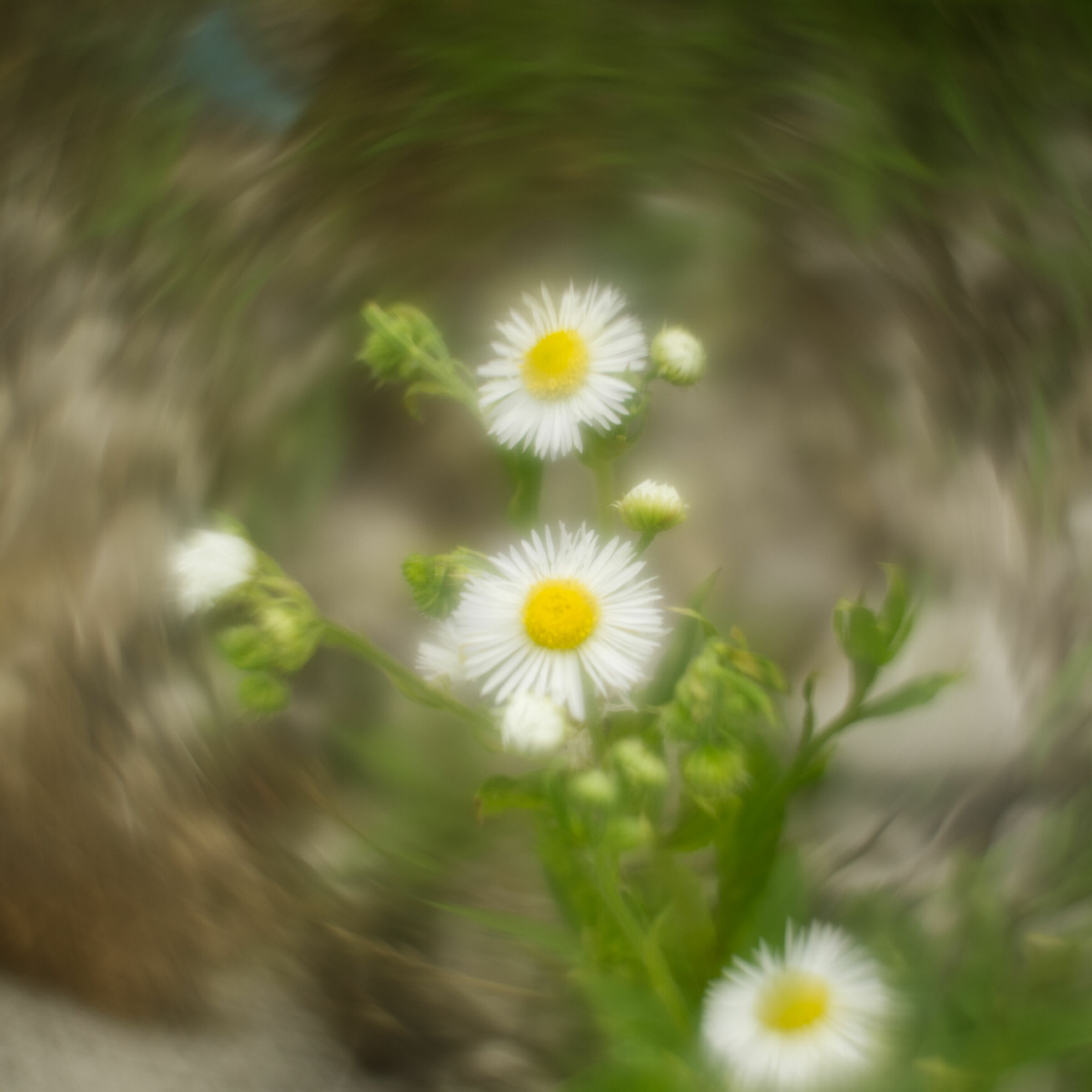 twirly, New Hampshire