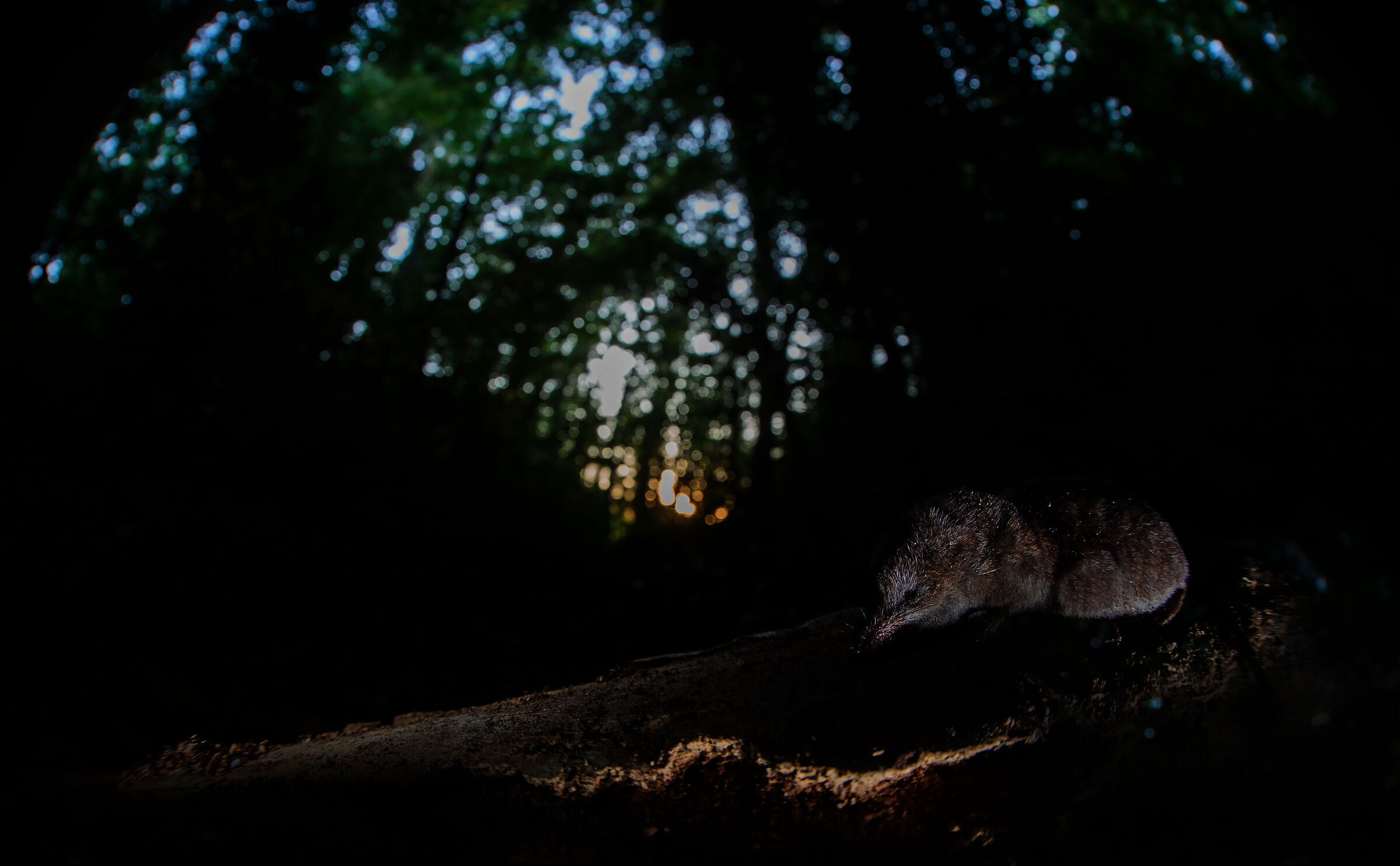 Toporagno Appenninico