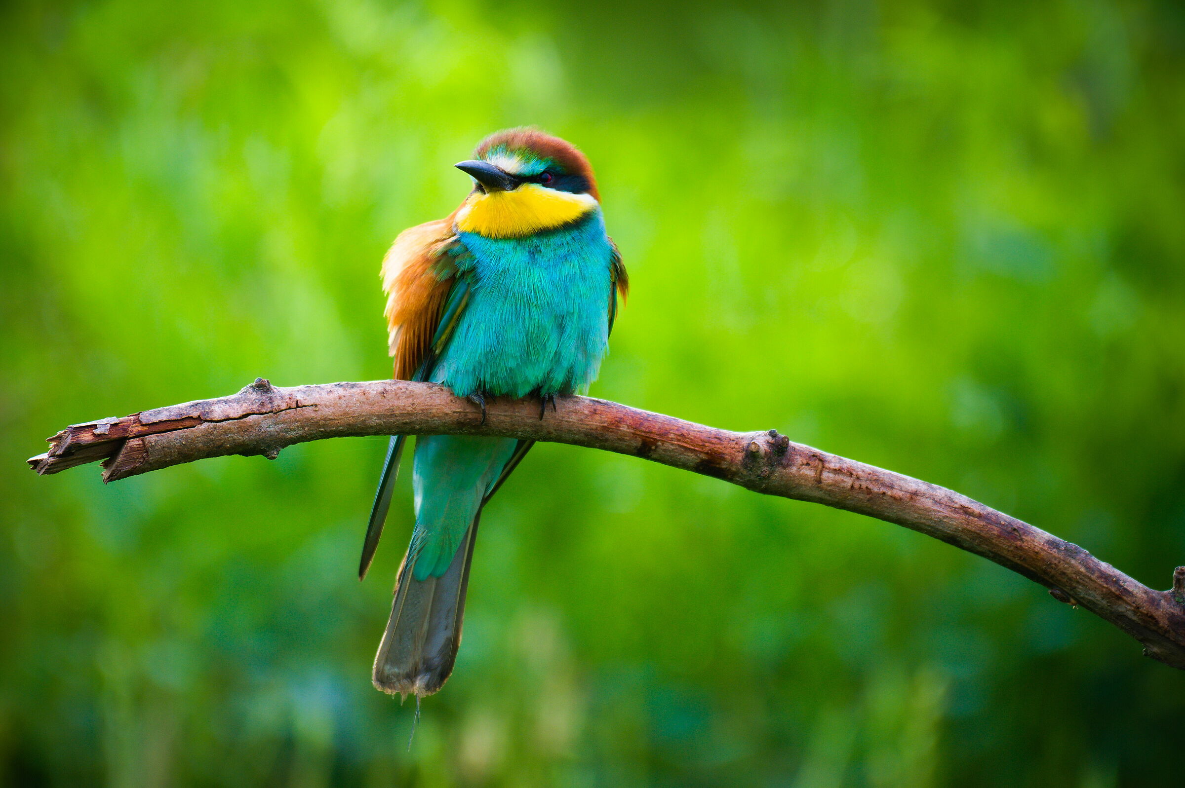 Lonely grump on the twig