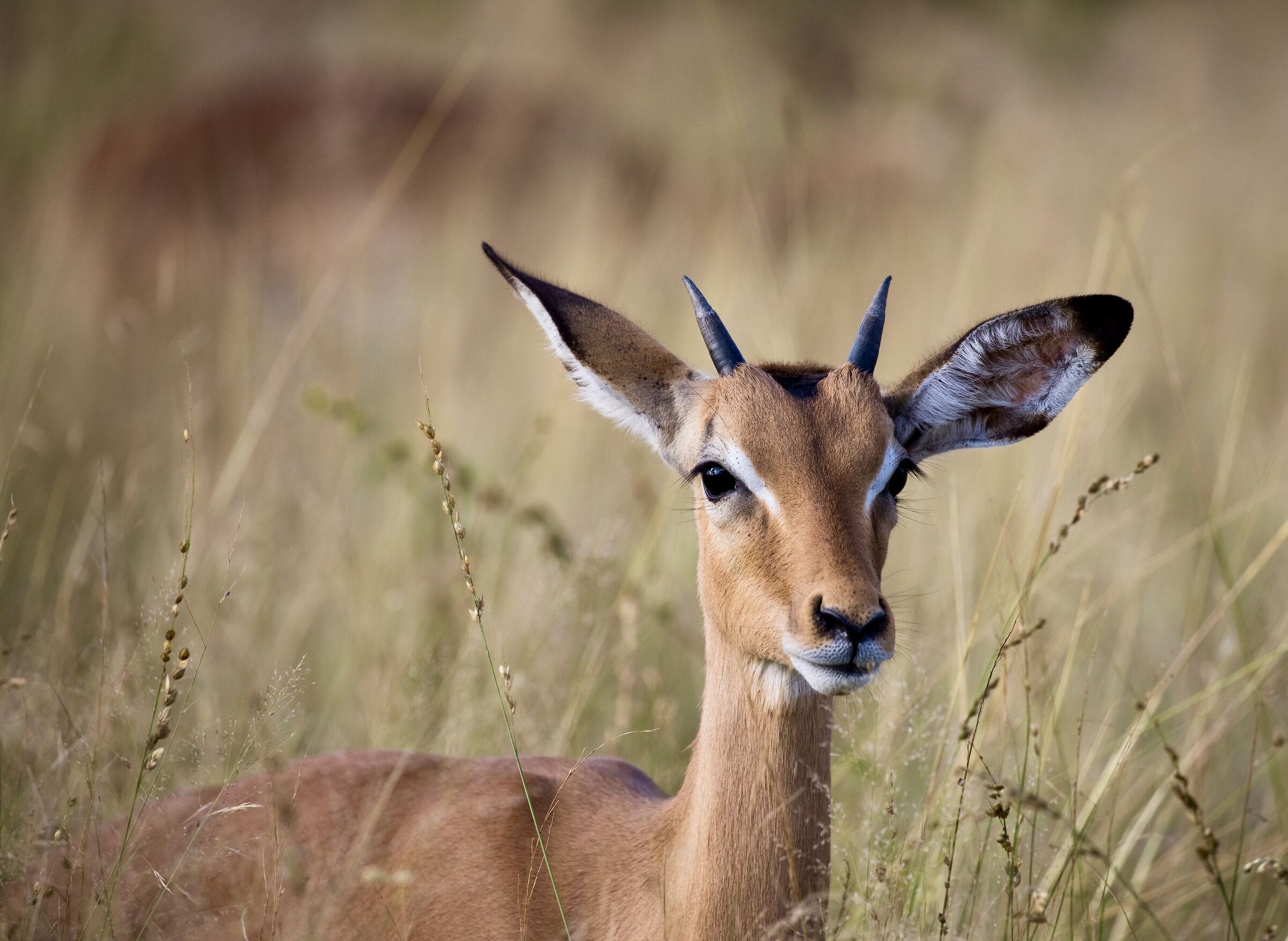 La grazia dell'impala