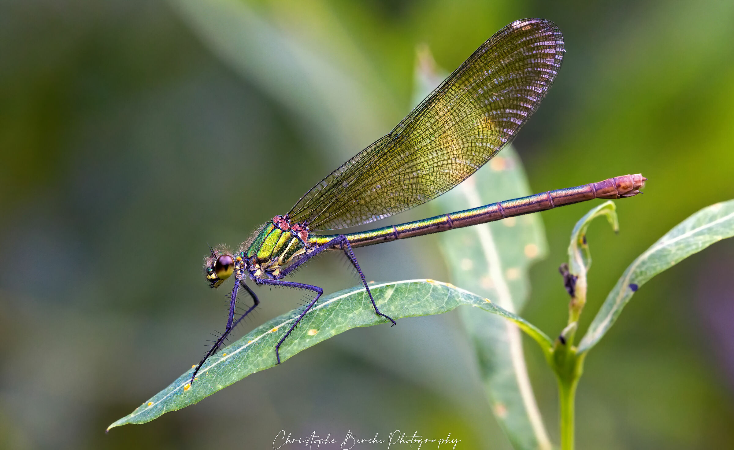 Chalcolestes viridis
