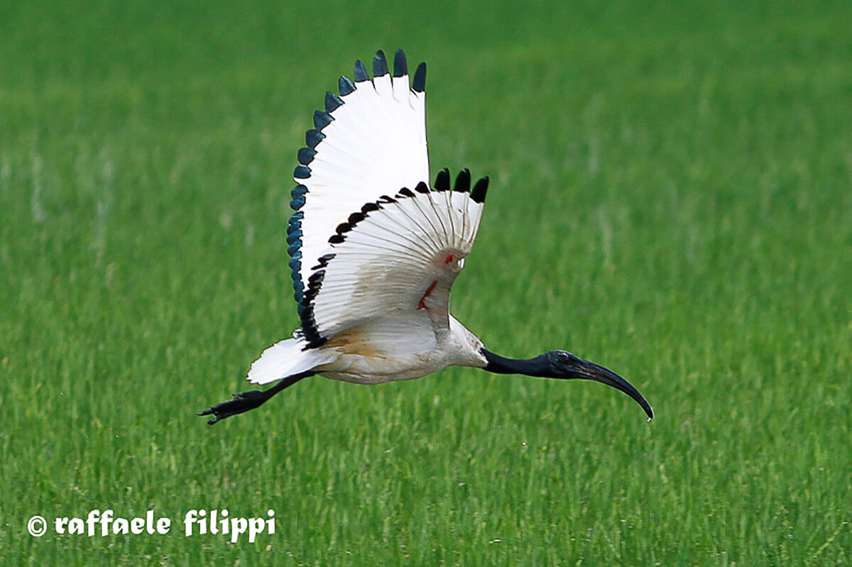 Volo radente dell'Ibis sacro