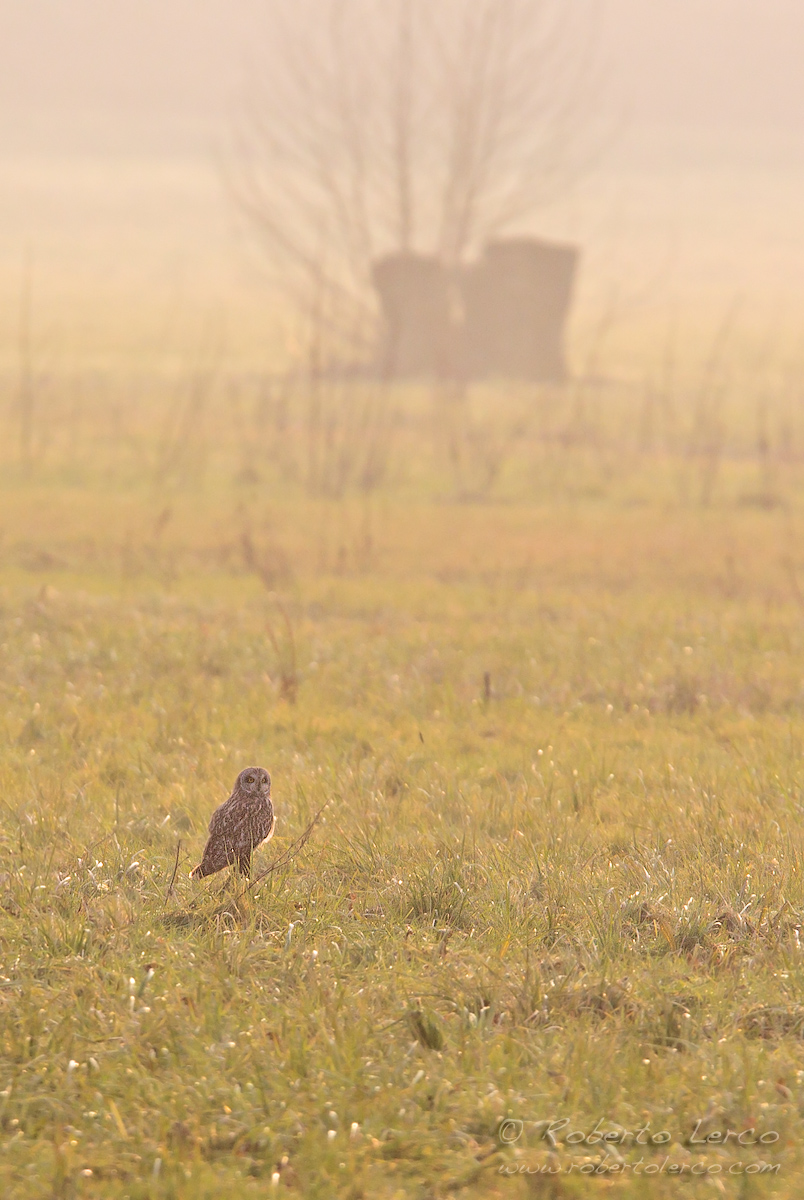 Short-eared Owl