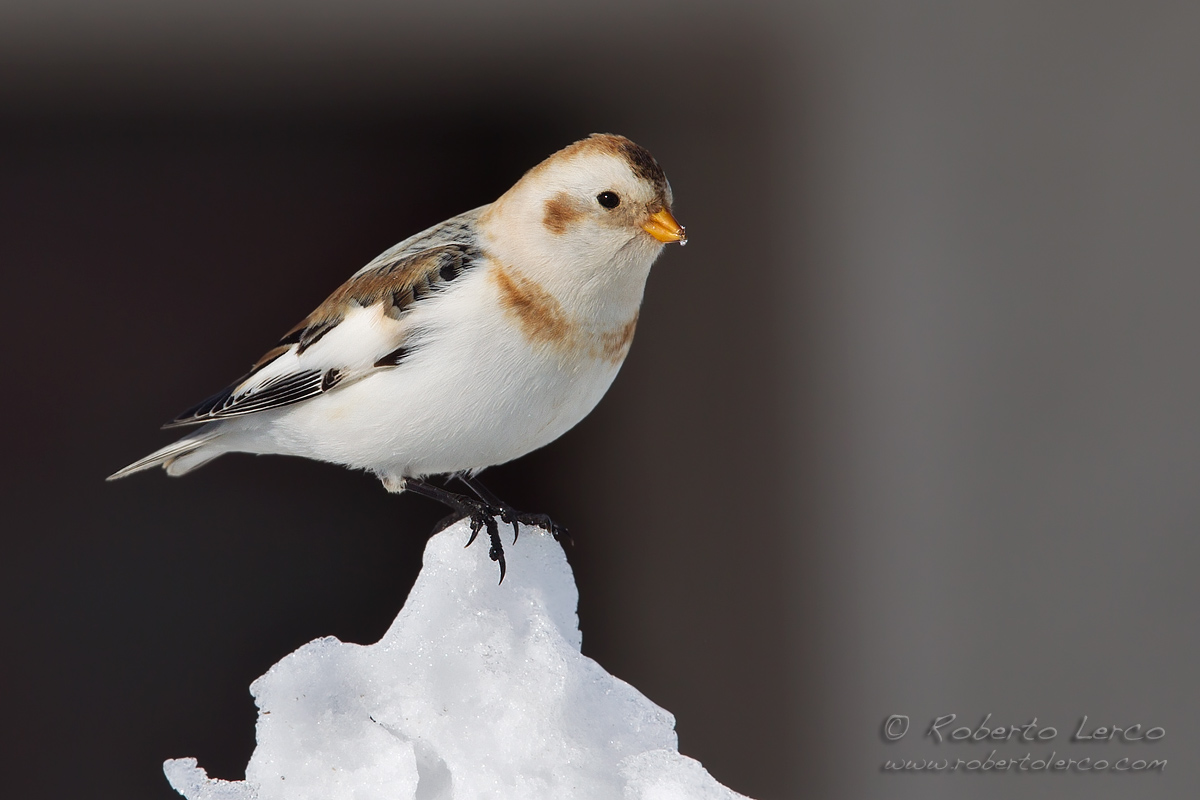 Snow Bunting