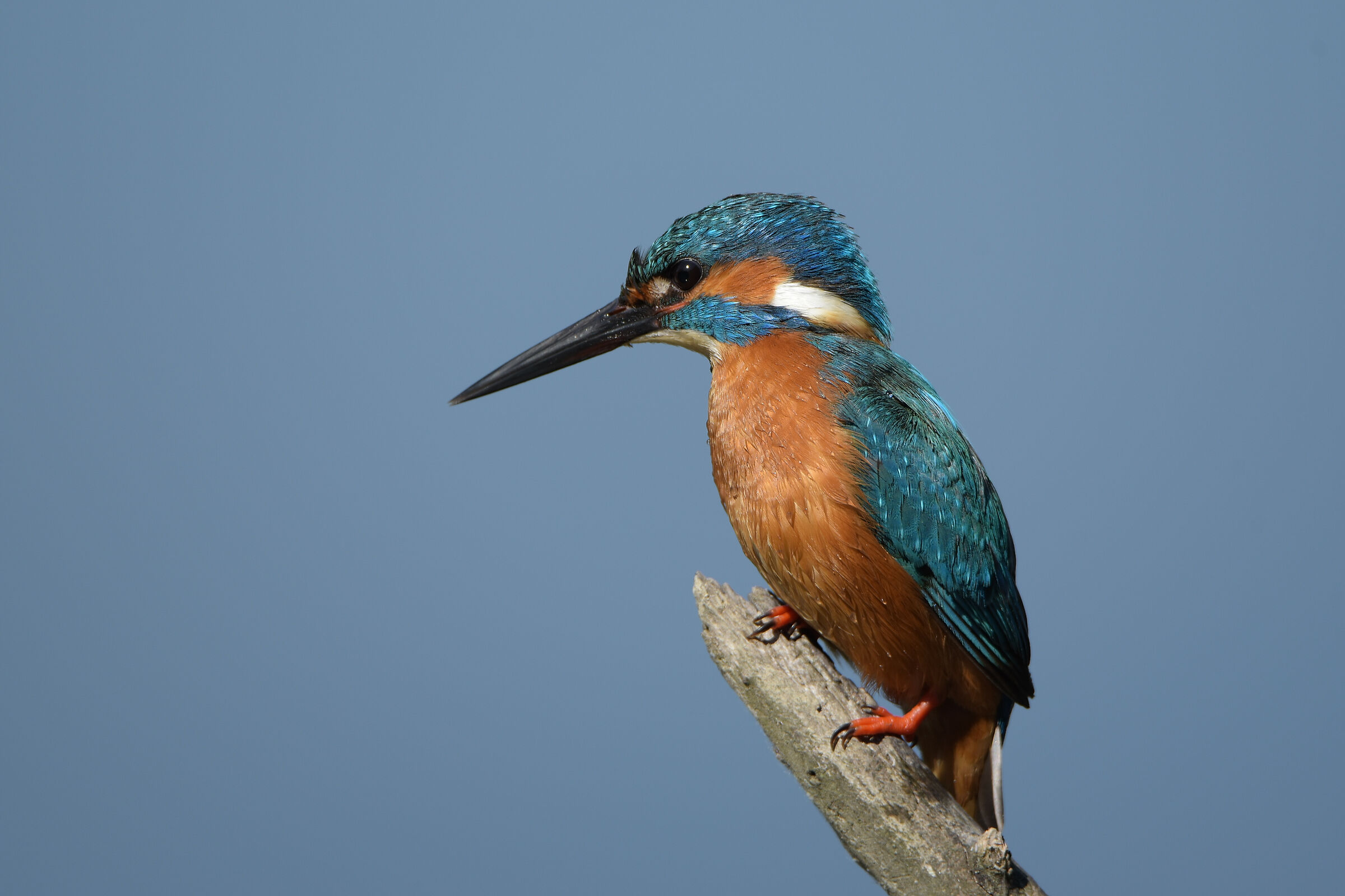 Kingfisher