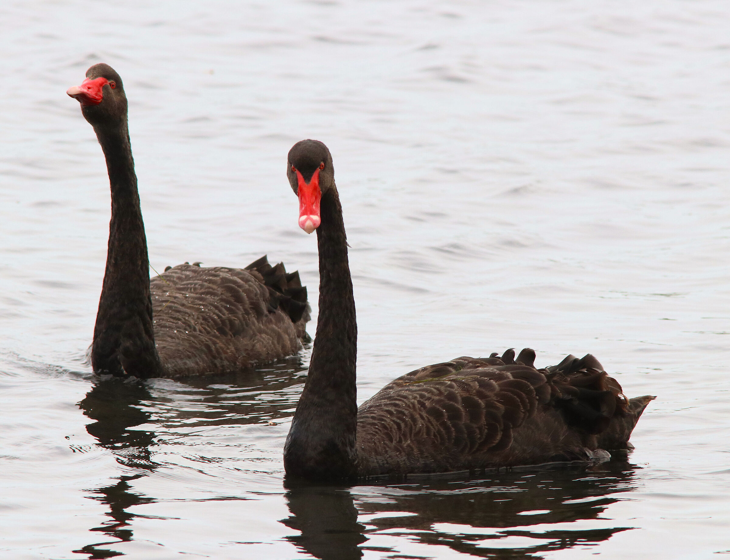 Coppia di cigni neri