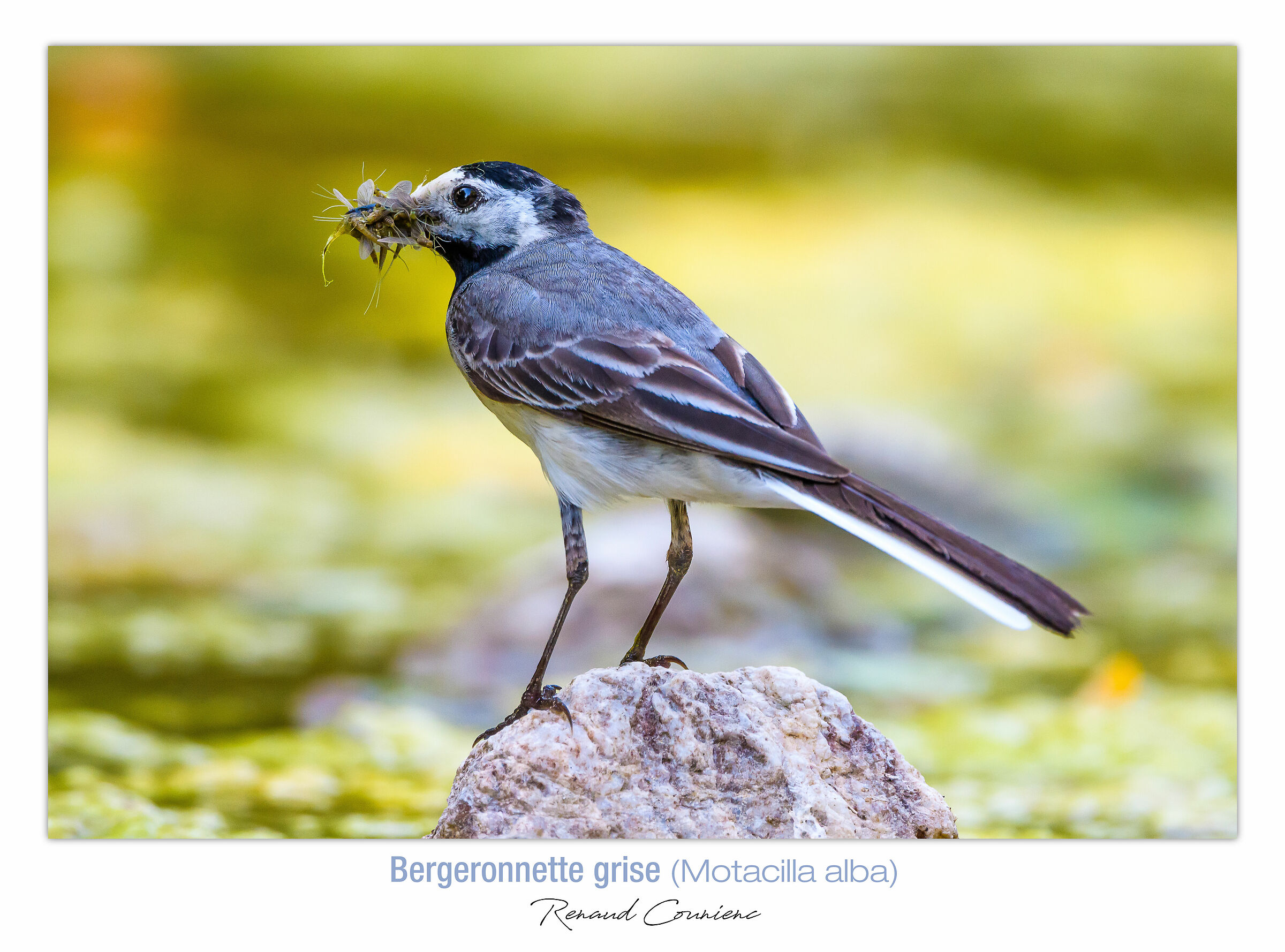 Ballerina bianca - ephemeroptera