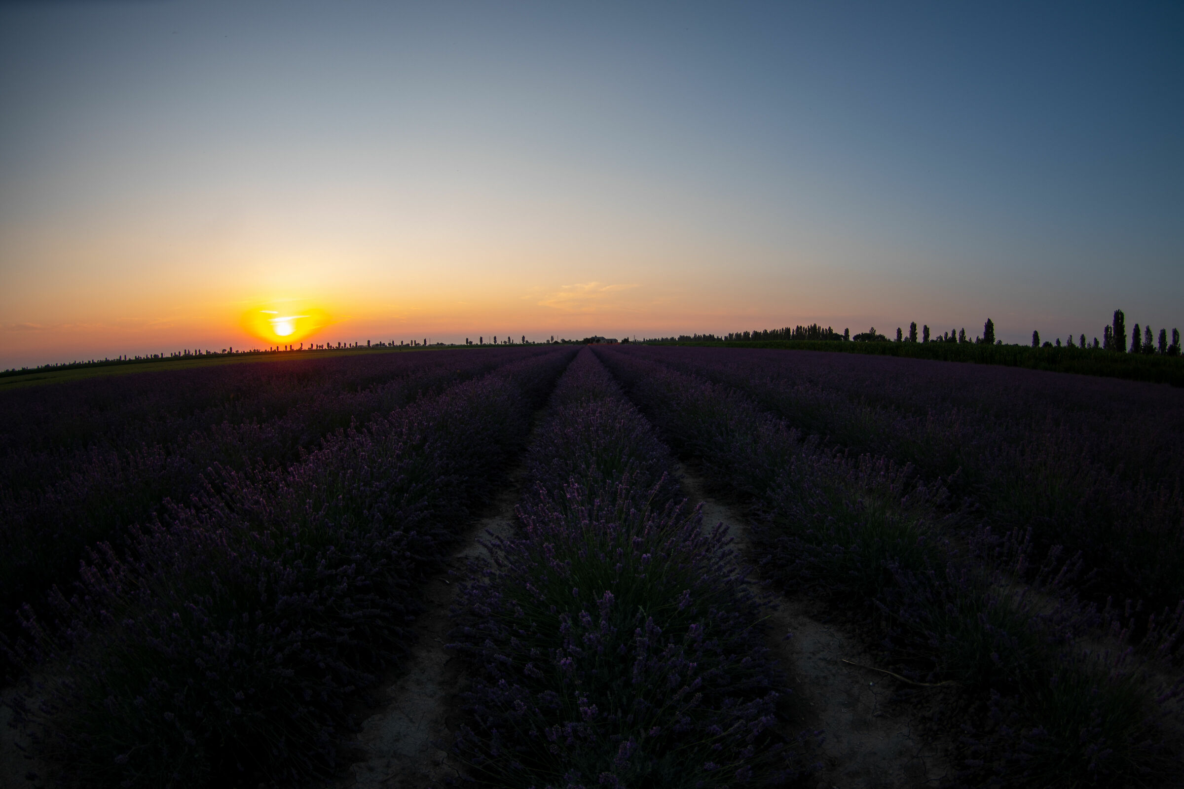 Lavanda nel Delta del Po