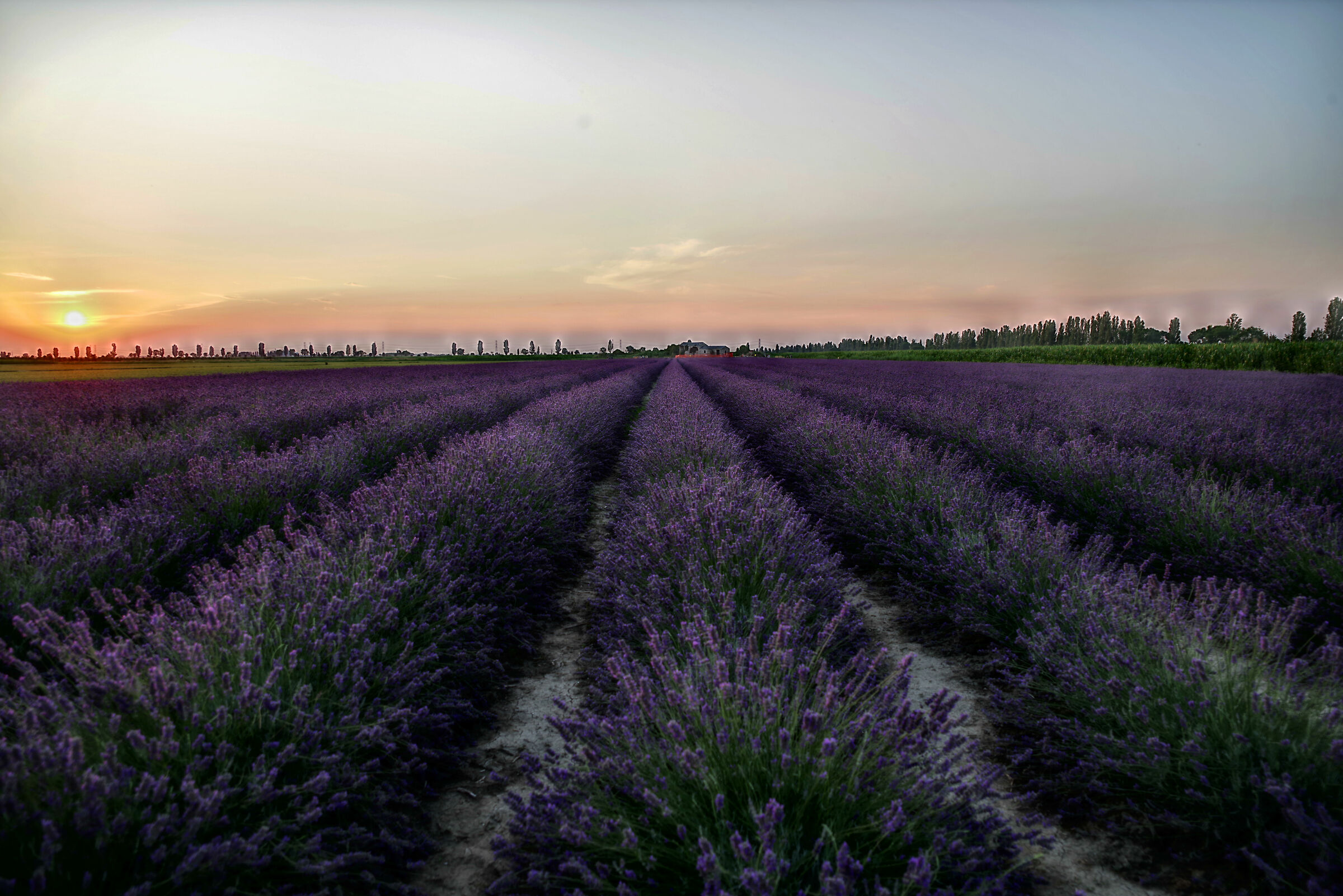 Lavanda nel Delta del Po