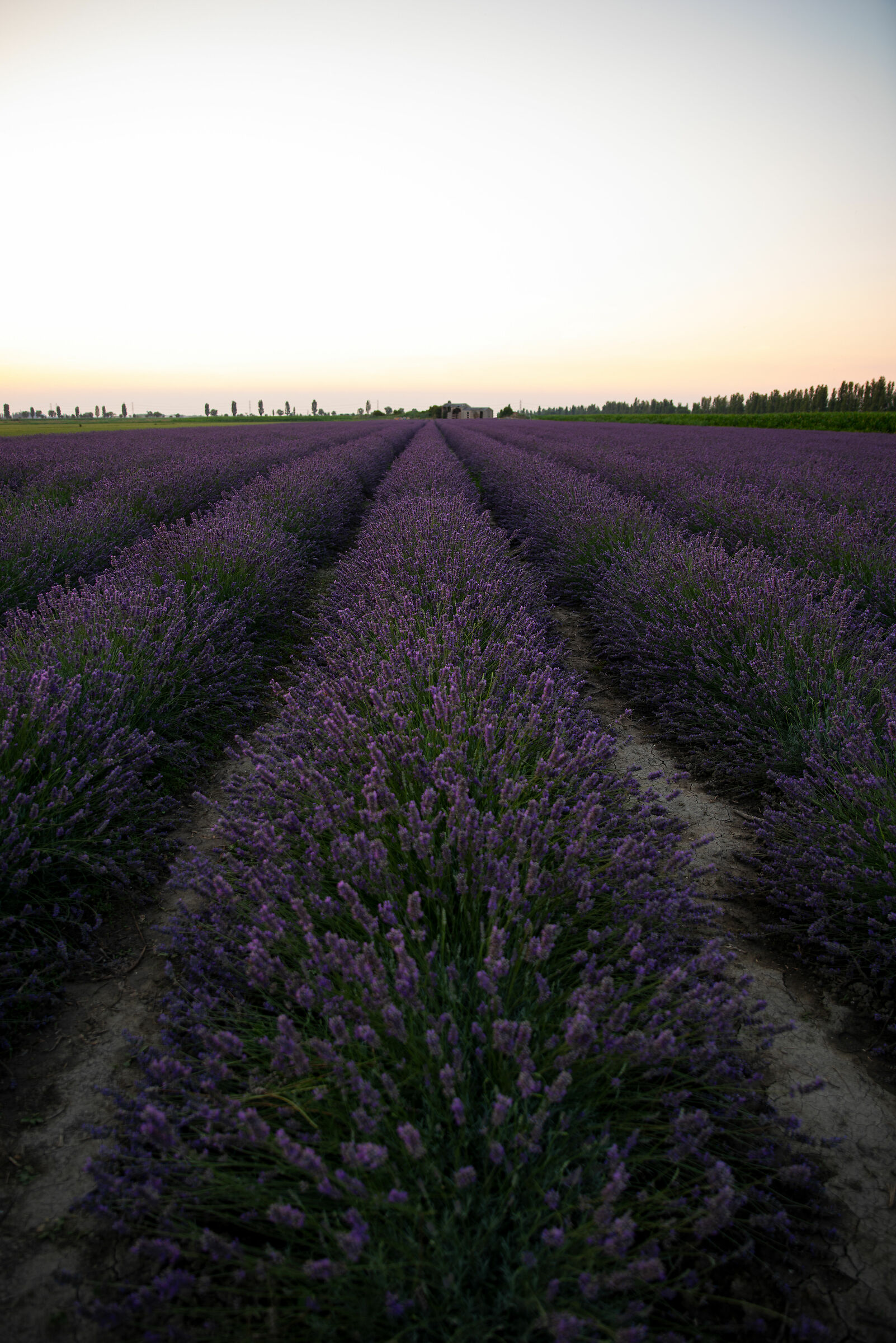 Lavanda nel Delta del Po