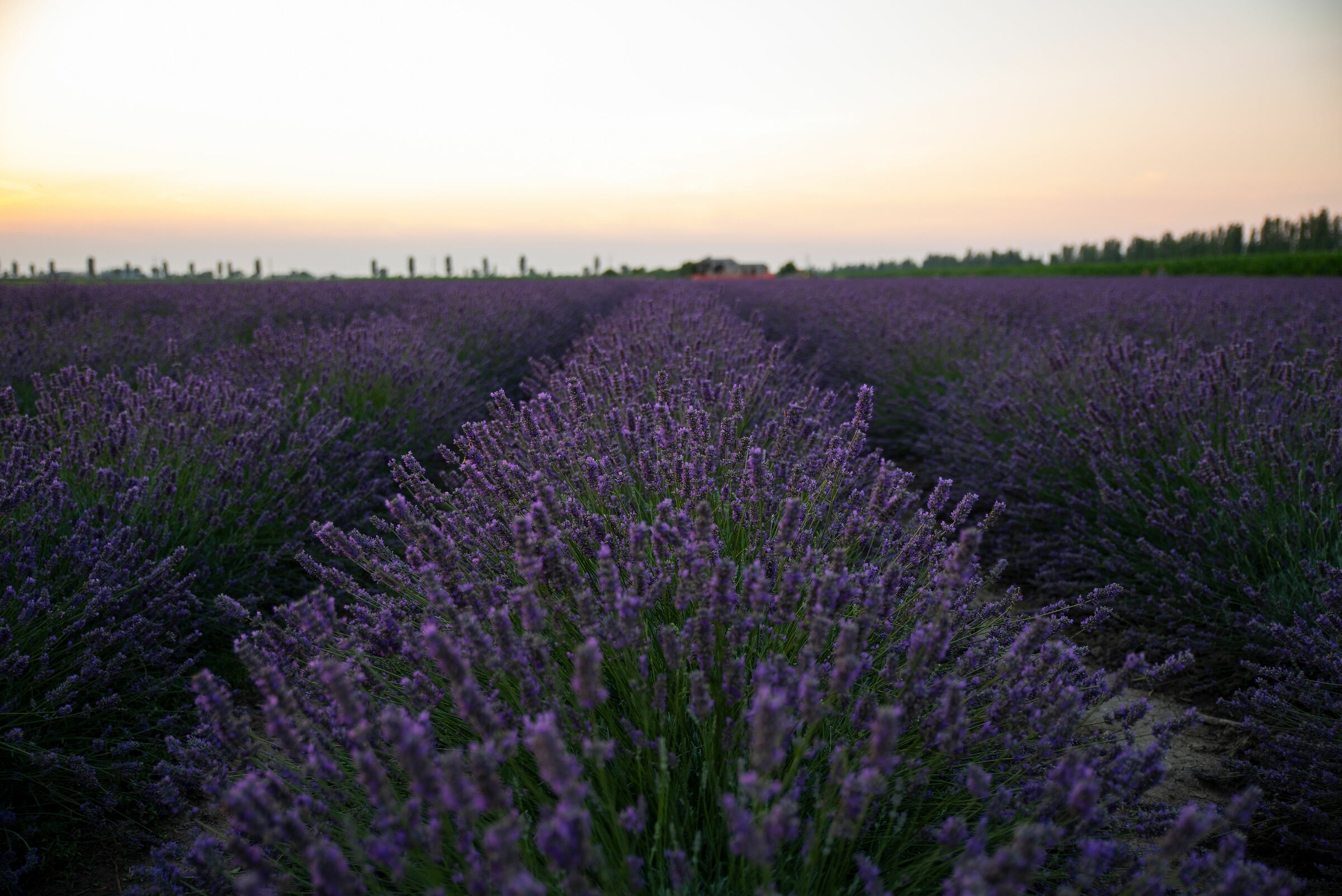 Lavender in the Po Delta