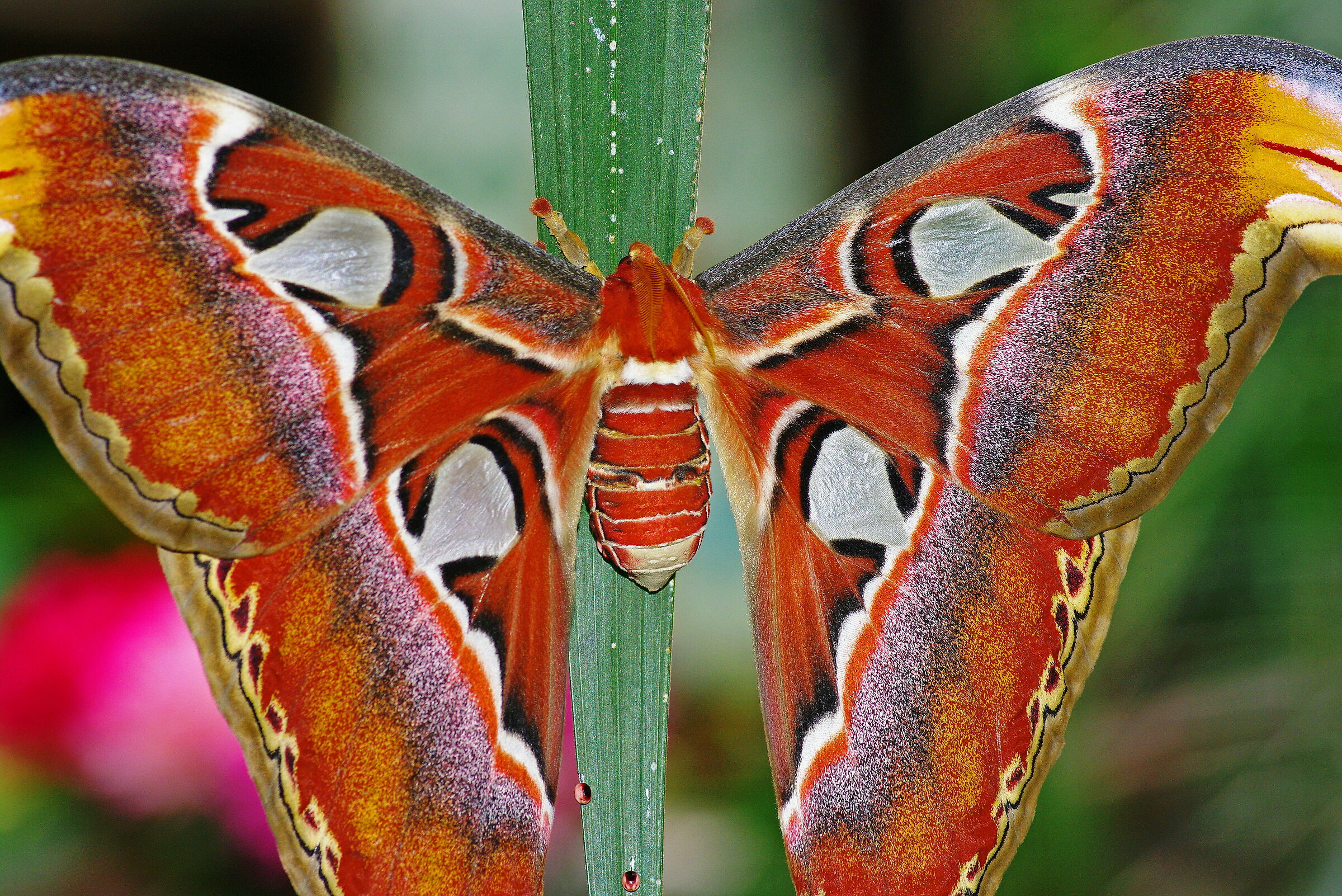 Attacus Atlas (la falena più grande del mondo)