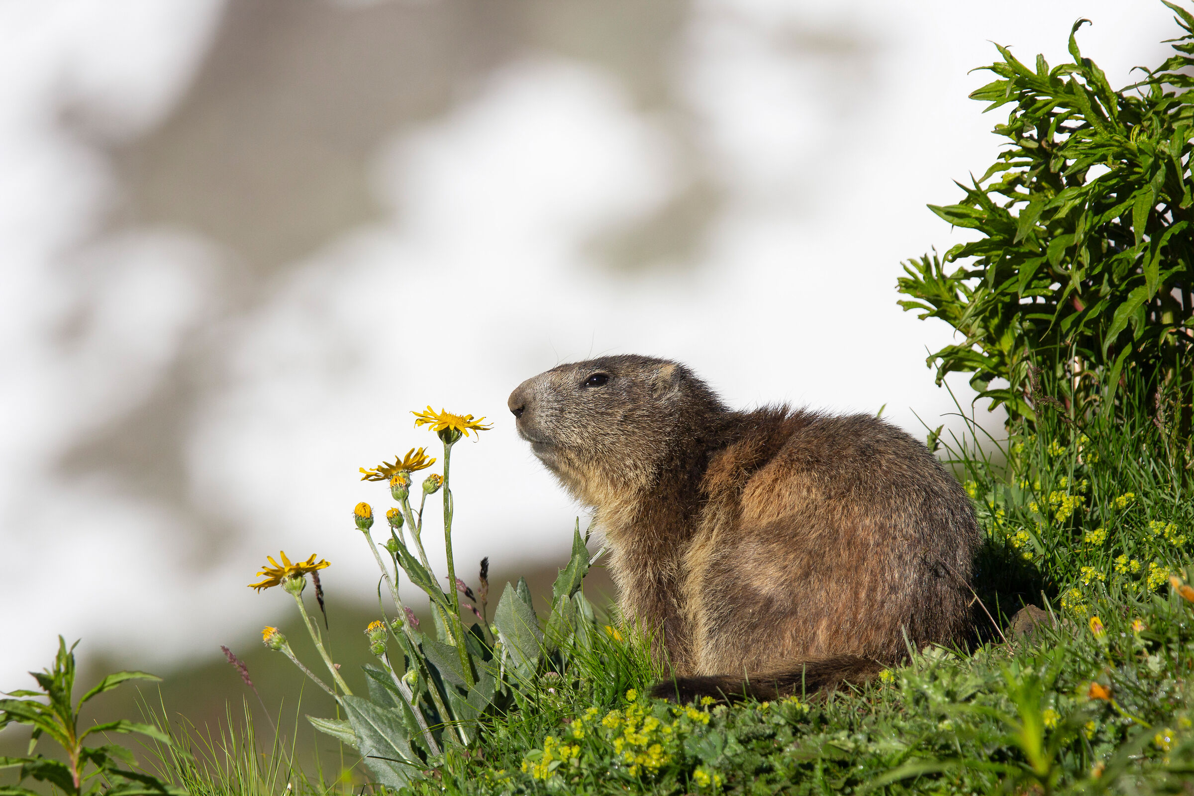 Marmotta che sceglie la merenda!