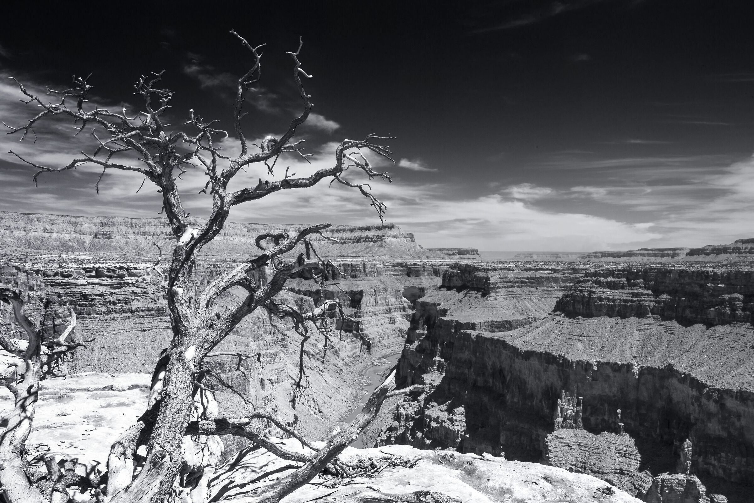 The struggle of life