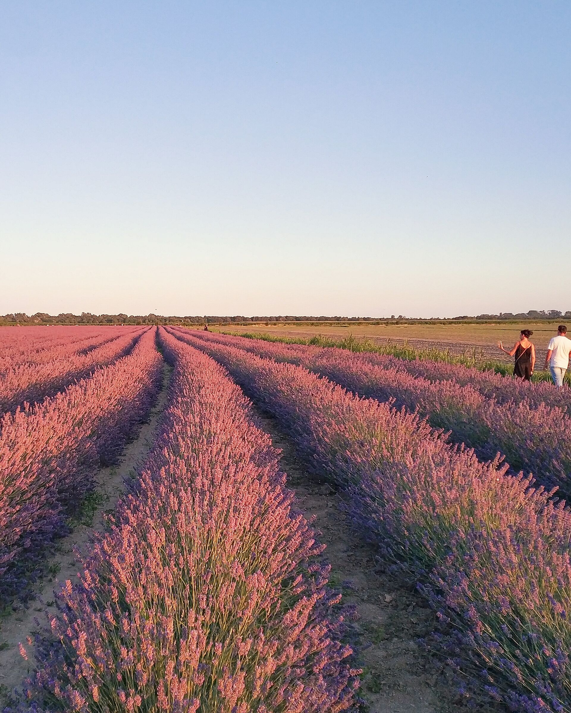 La lavanda del Delta