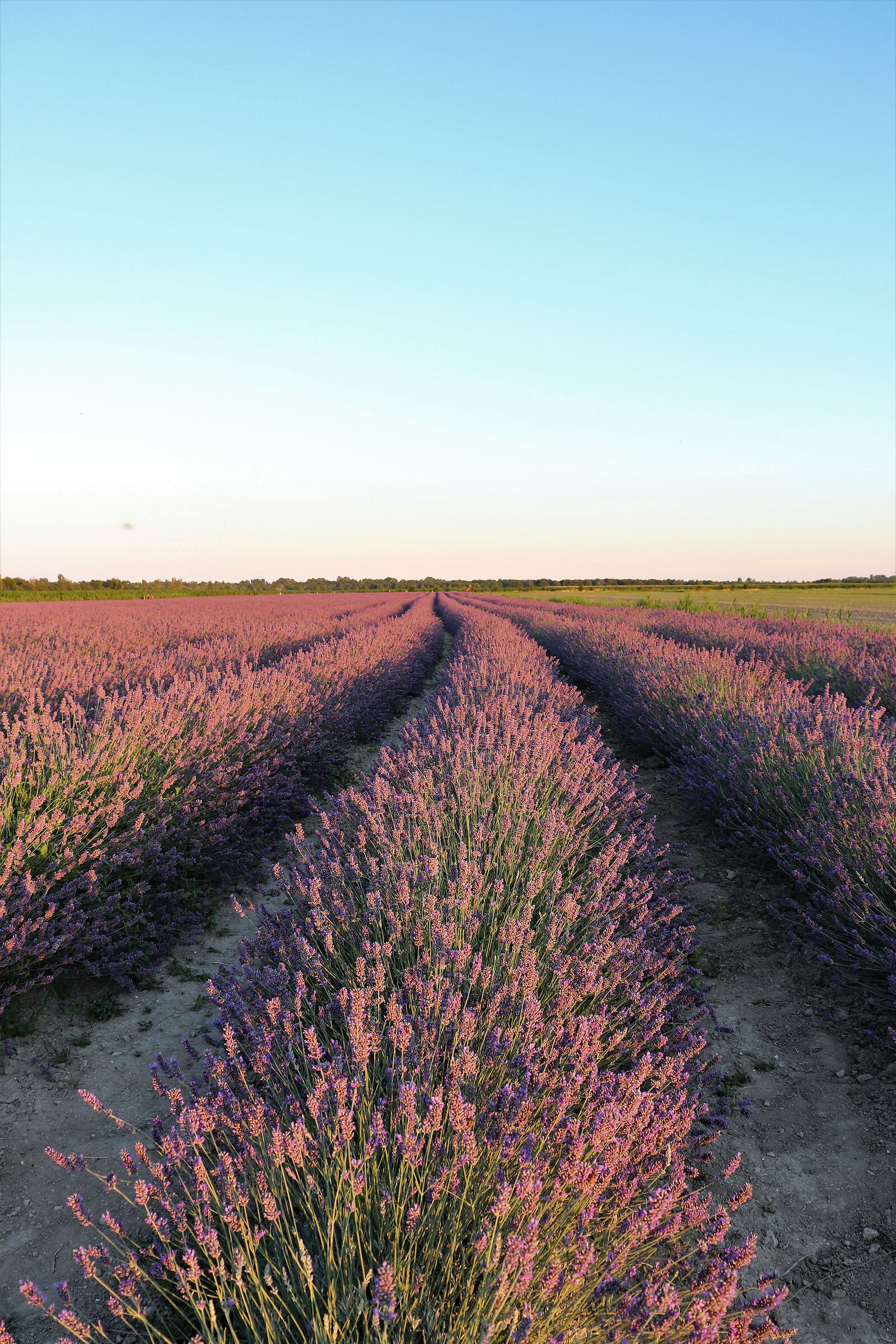 La lavanda del Delta