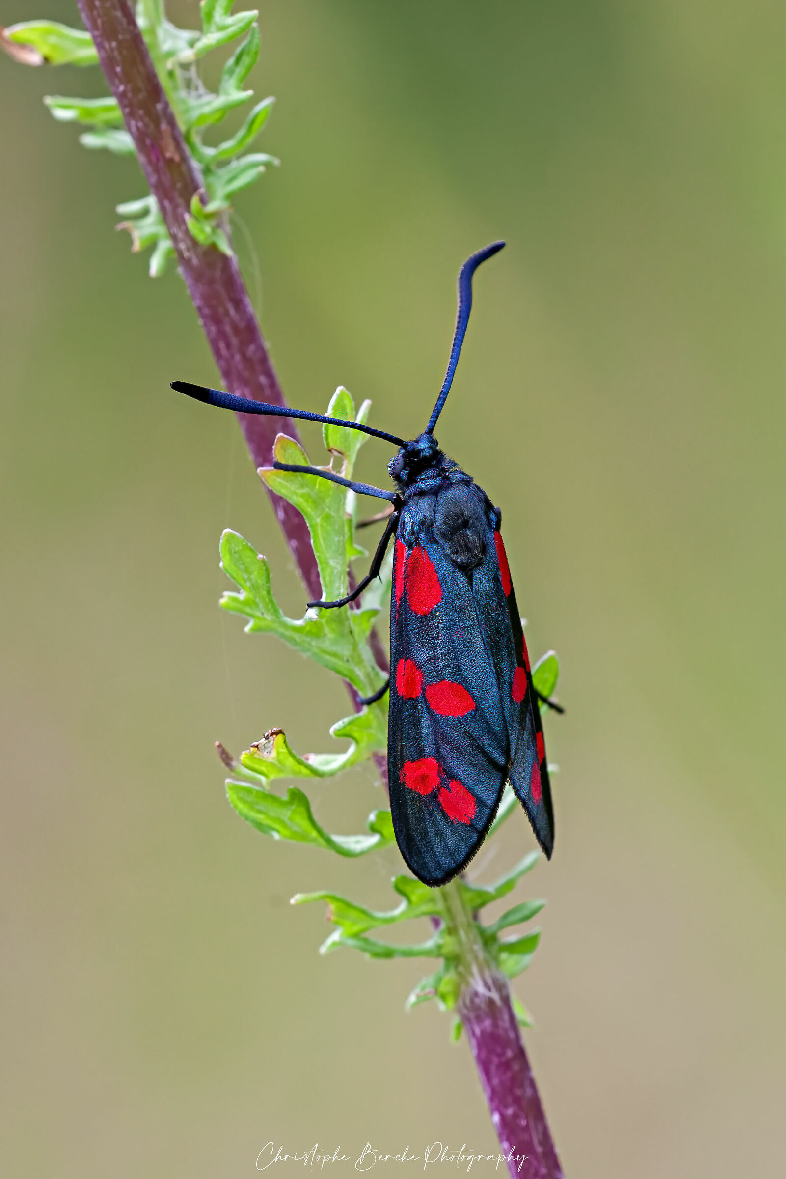 Zygaena filipendulae