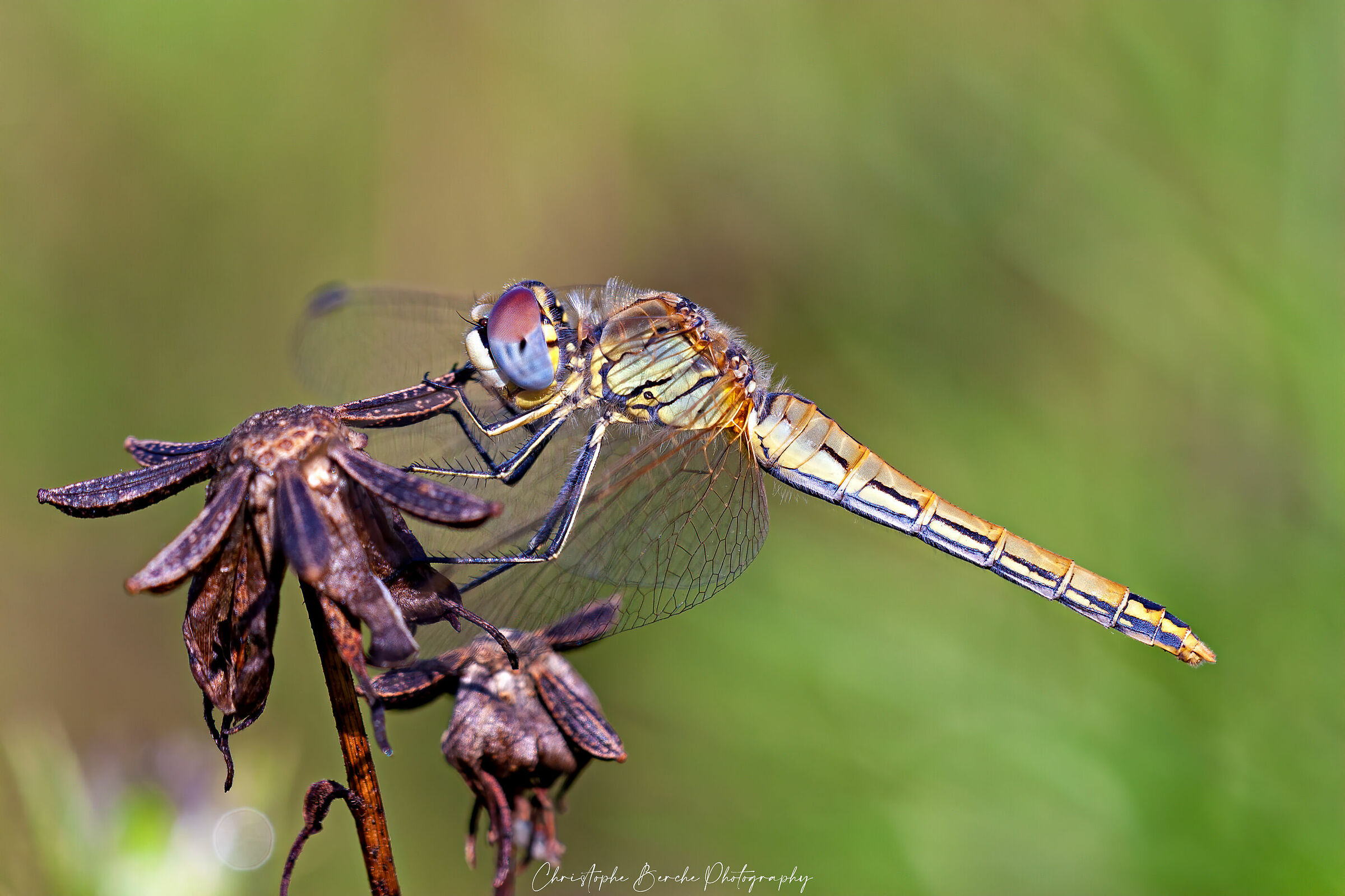 Sympetrum Fonscolombii